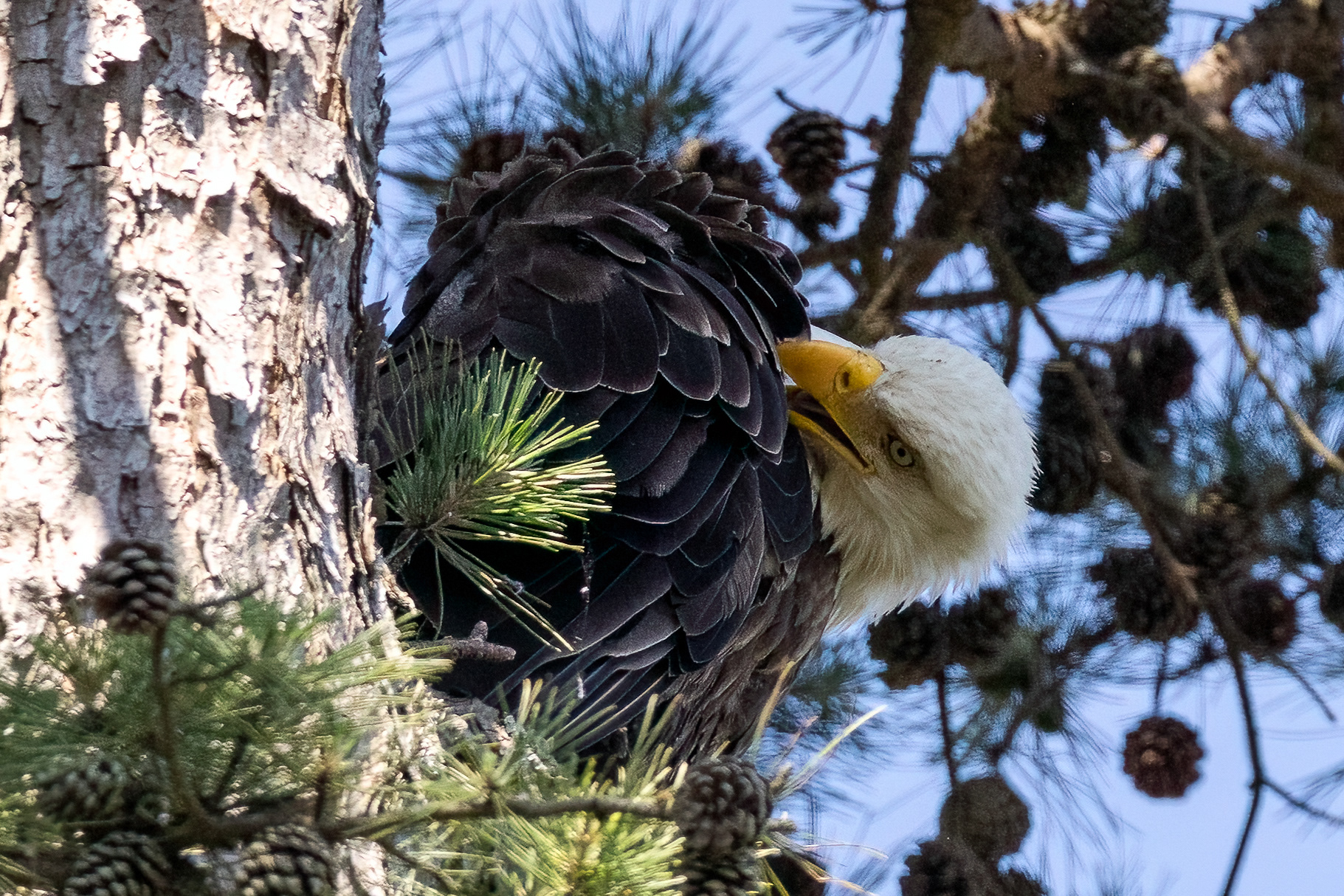 Bald Eagle in Ocean County, NJ 7/5/22