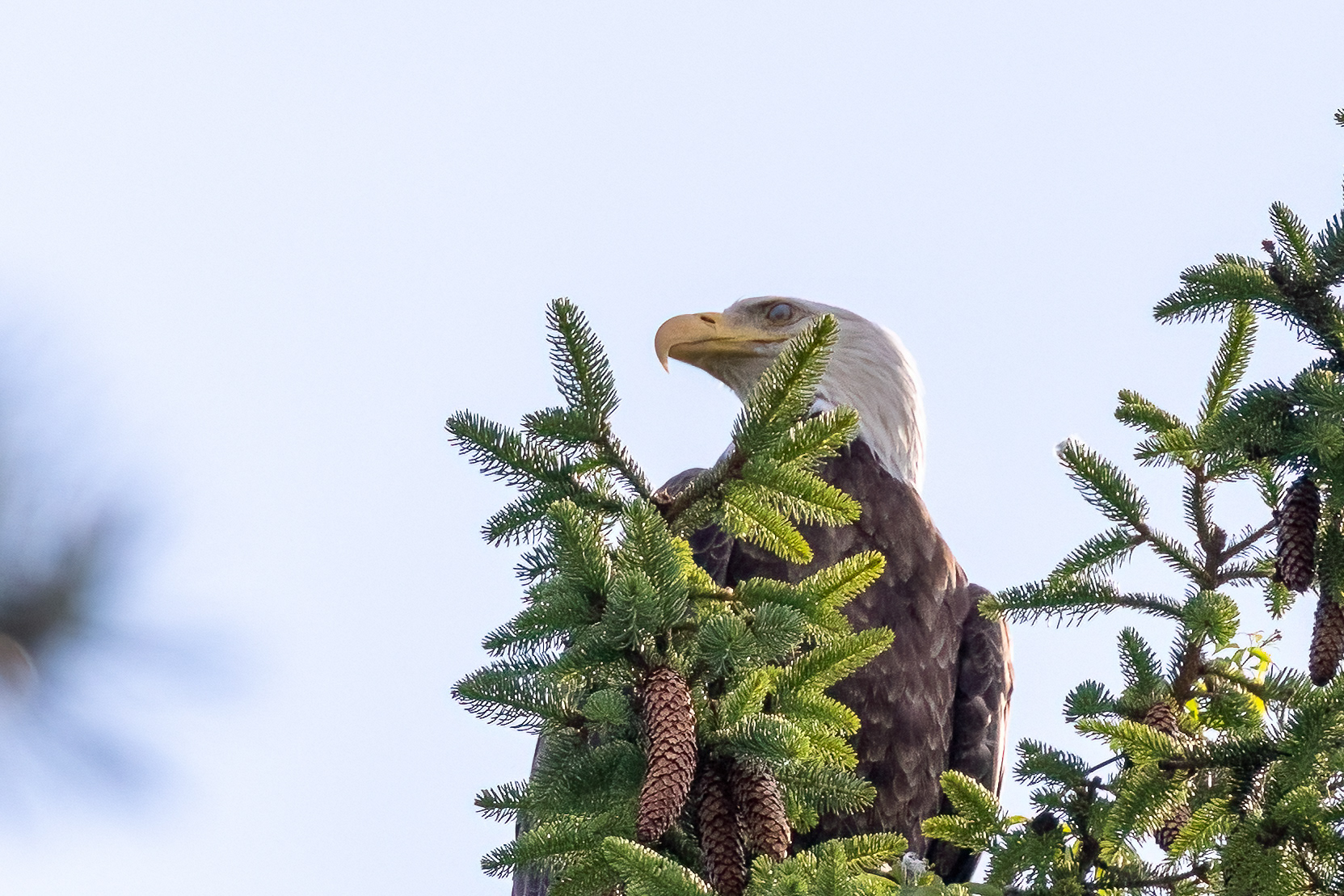 Bald Eagle in Ocean Co. 6/13/22