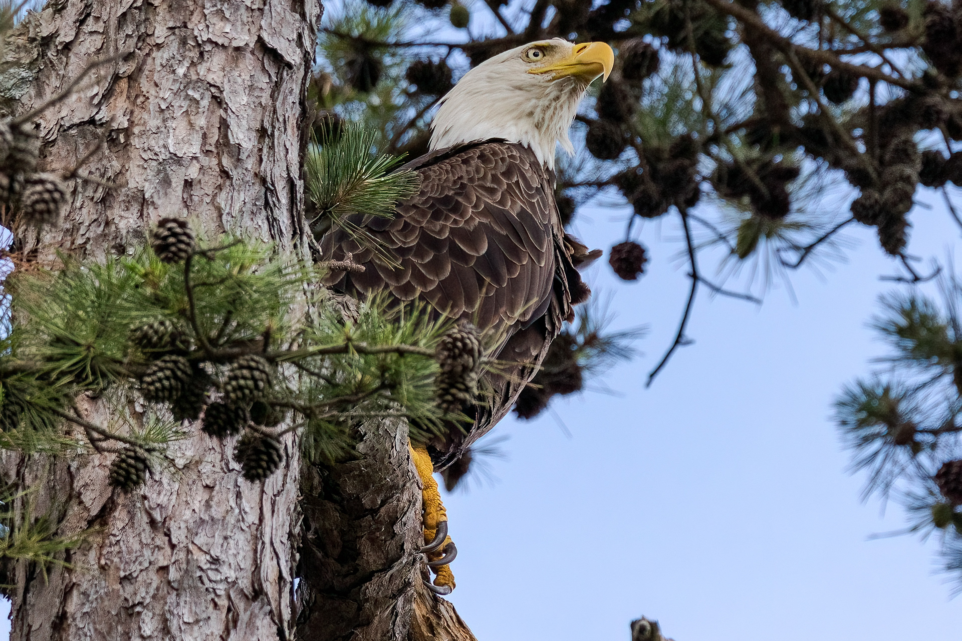 Bald Eagle 7/6/22