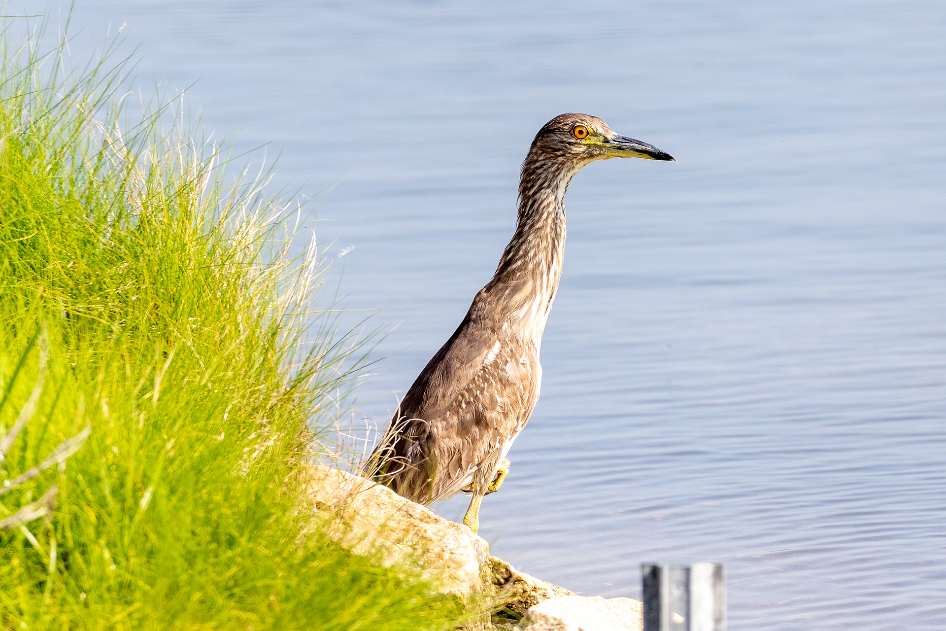 Black-crowned Night Heron 6/17/22