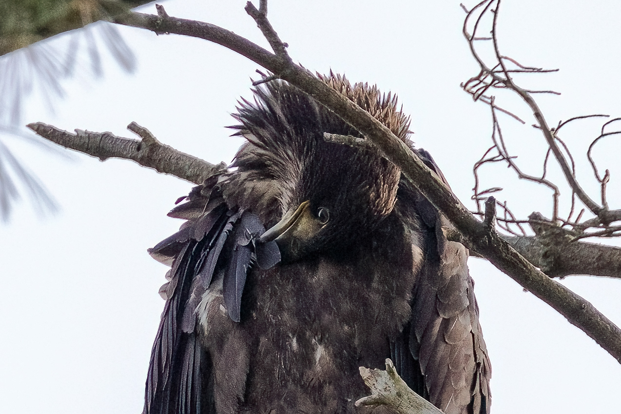 Juvenile Bald Eagle 7/6/22
