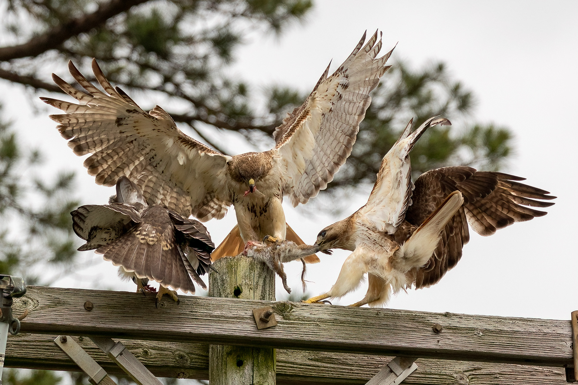 Red Tailed Hawks 6/24/22