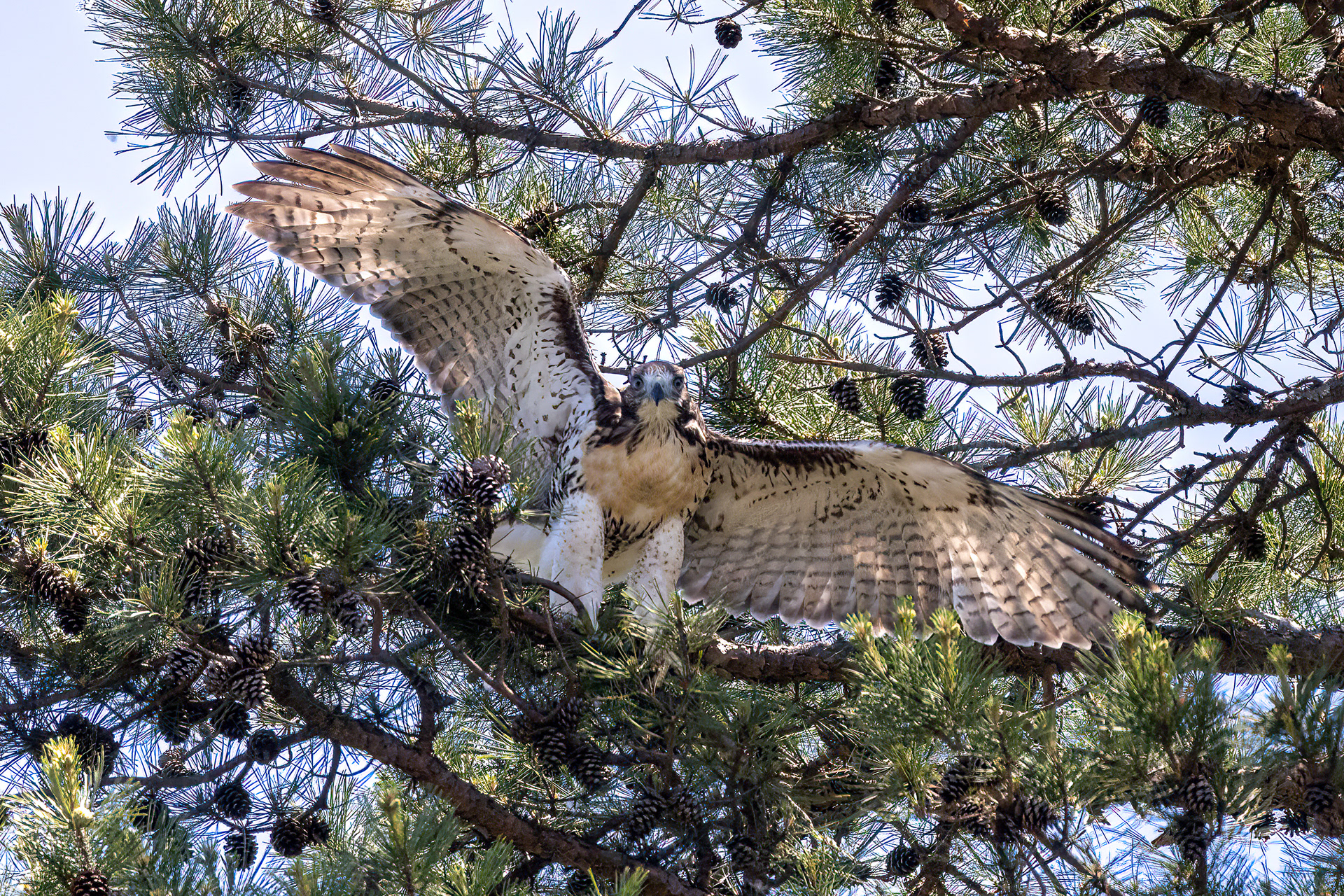 Juvenile Red Tailed Hawk 6/19/22