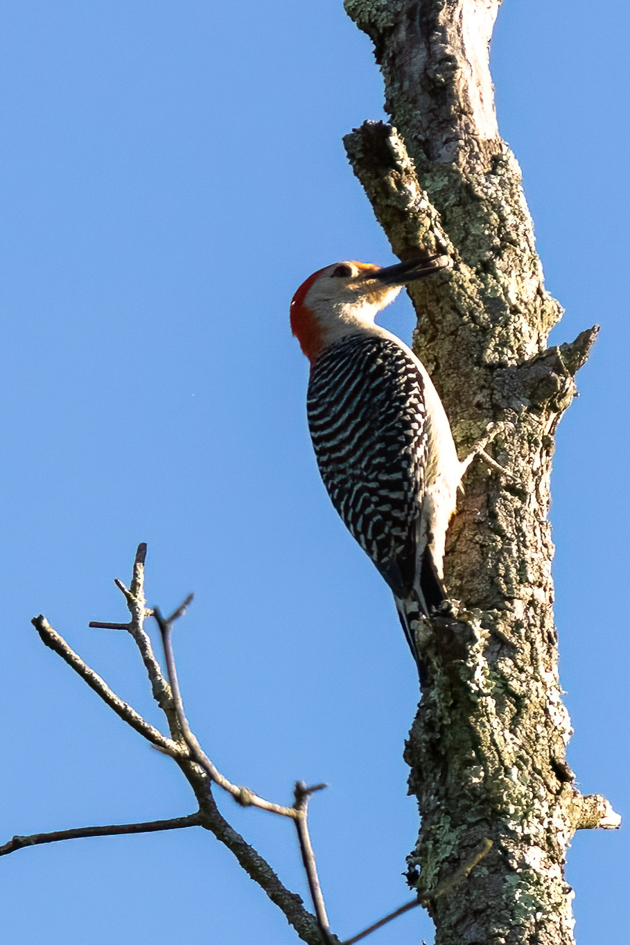 Red Bellied Woodpecker 6/18/22