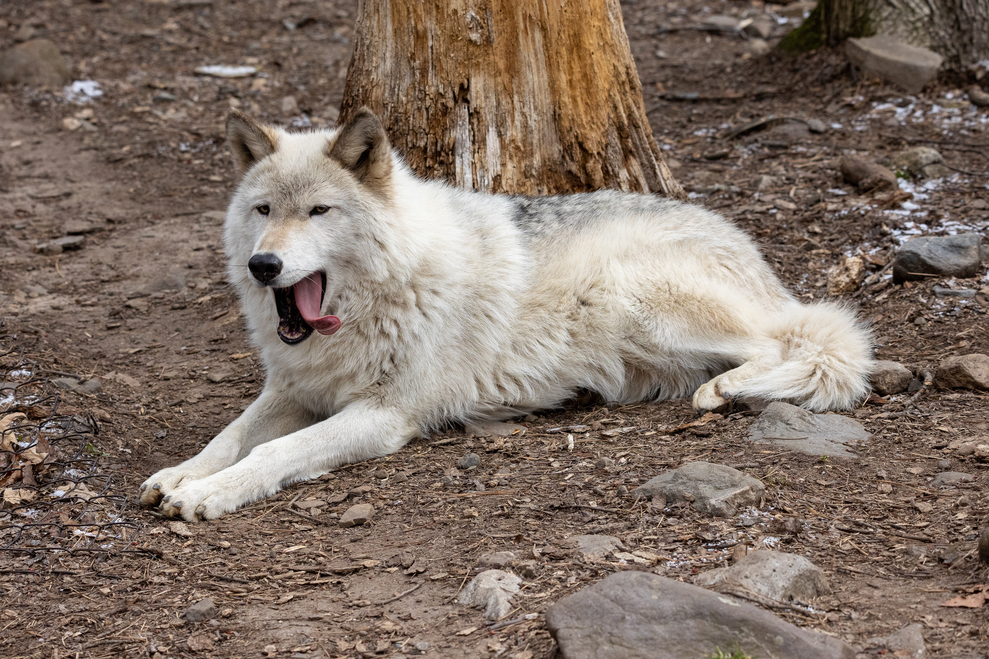 Lakota Wolf Preserve 3/28/22
