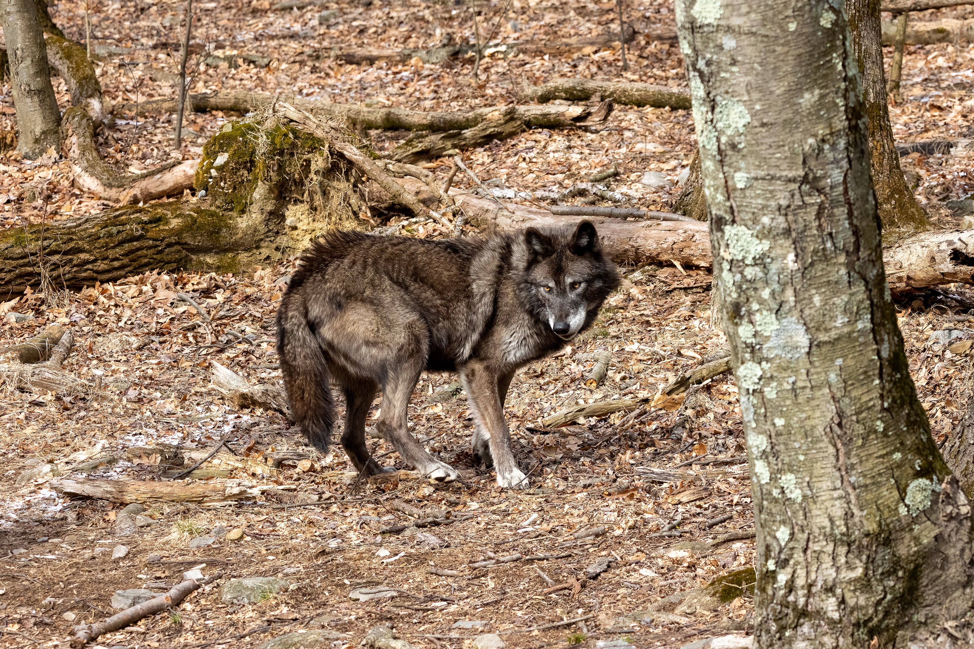 Lakota Wolf Preserve 3/28/22