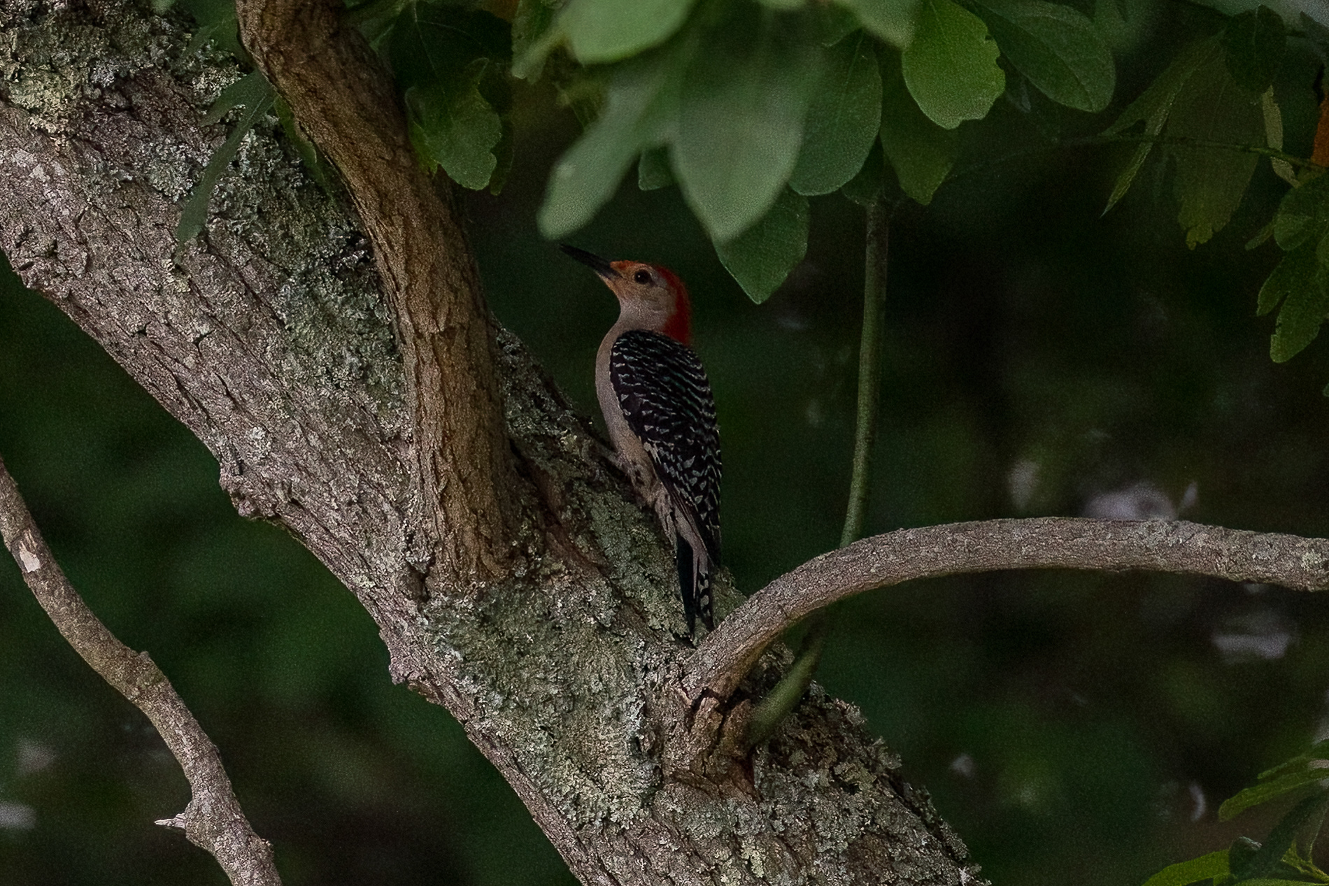 Red-bellied Wood Pecker 7/10/22