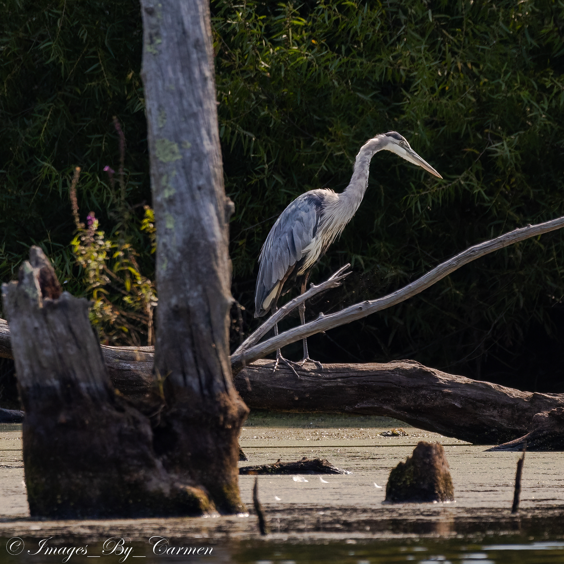 Great Blue Heron 9/18/22