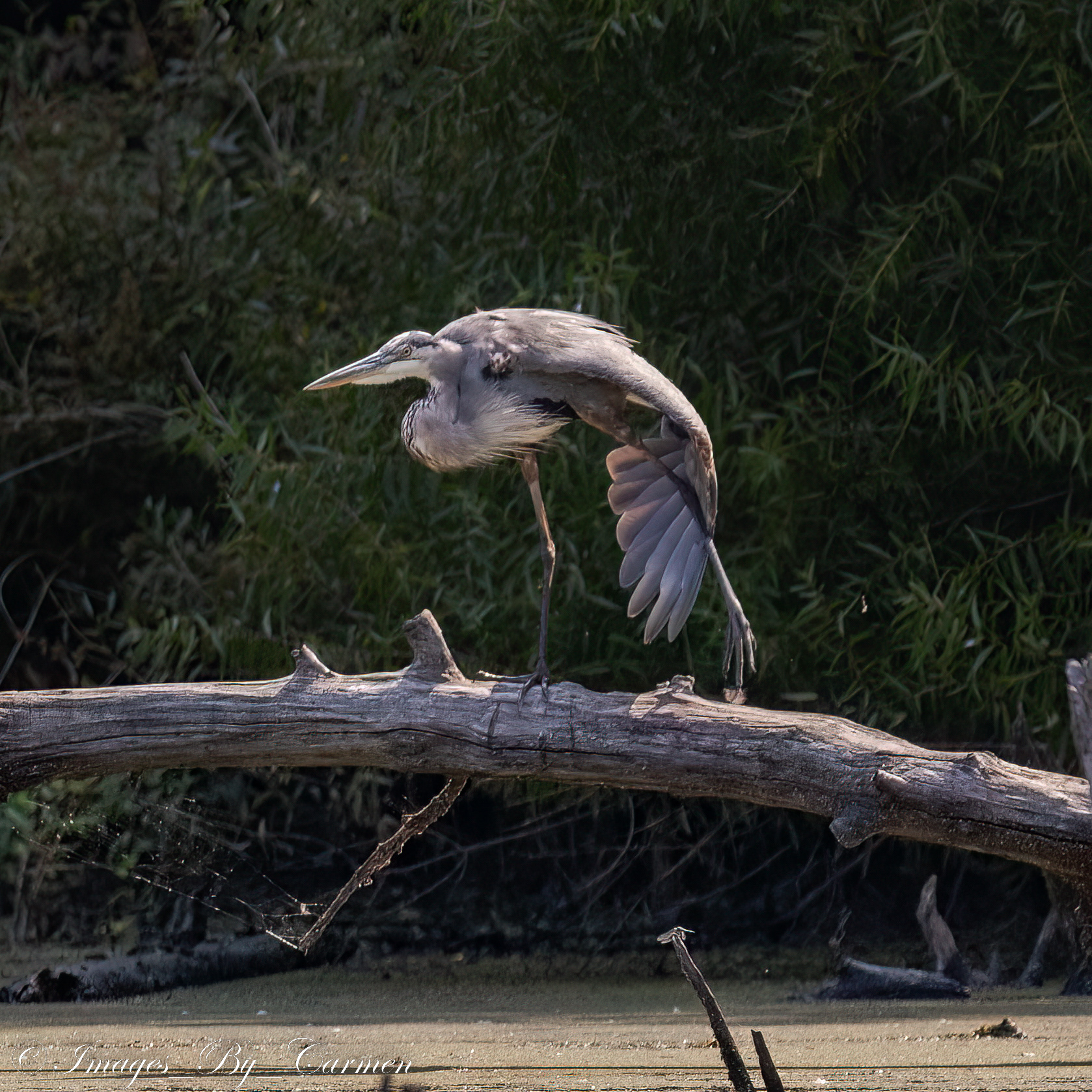 Great Blue Heron 9/18/22