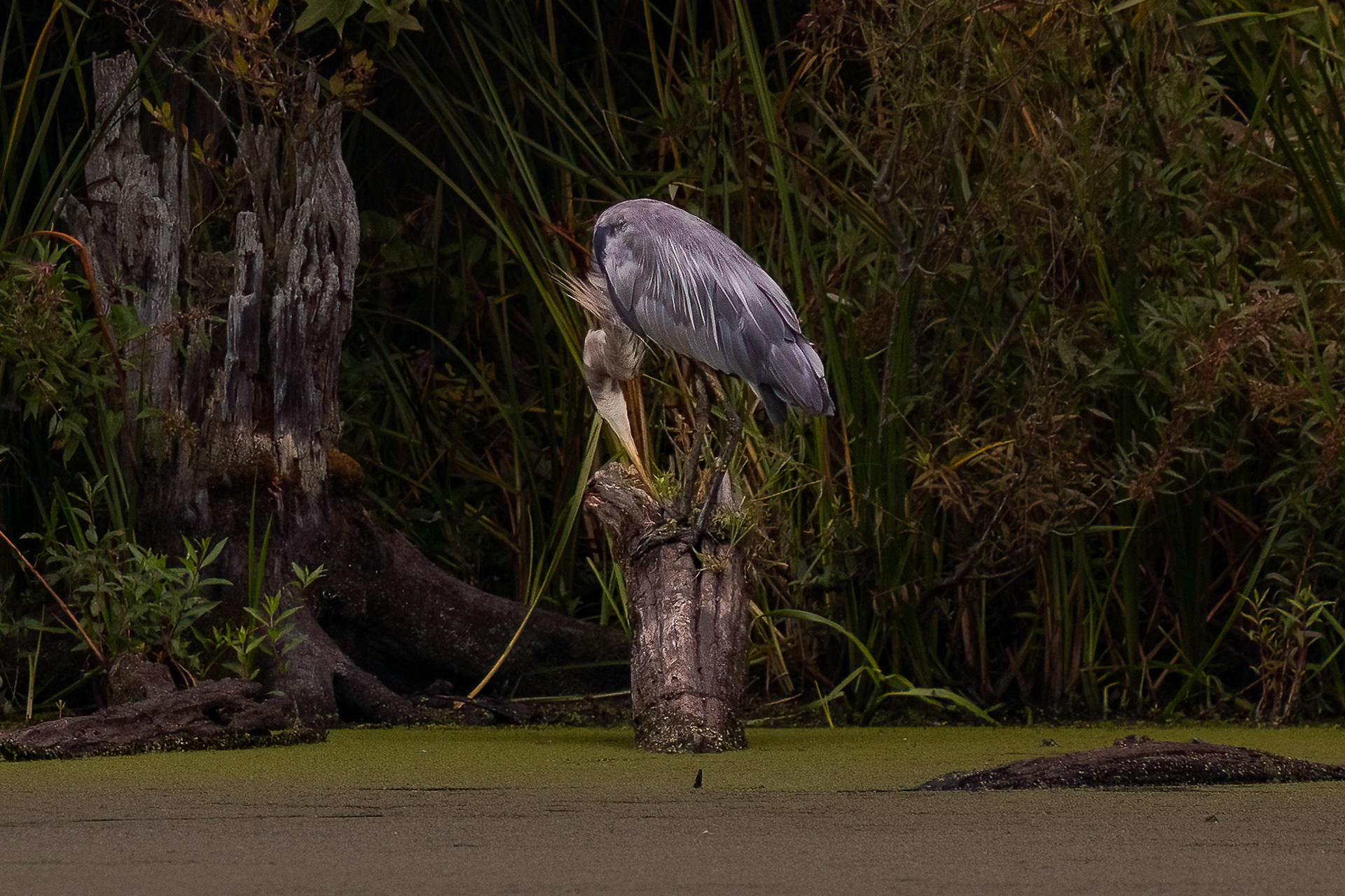 Great Blue Heron 9/13/22