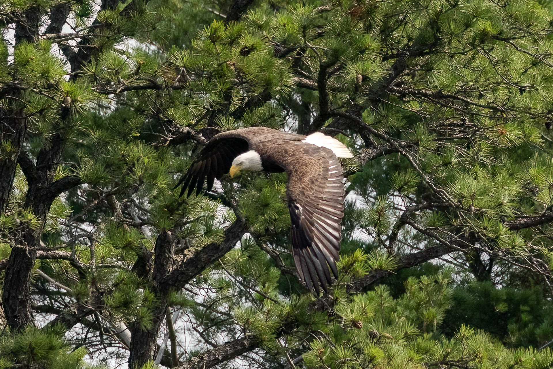 Bald Eagle 7/6/22
