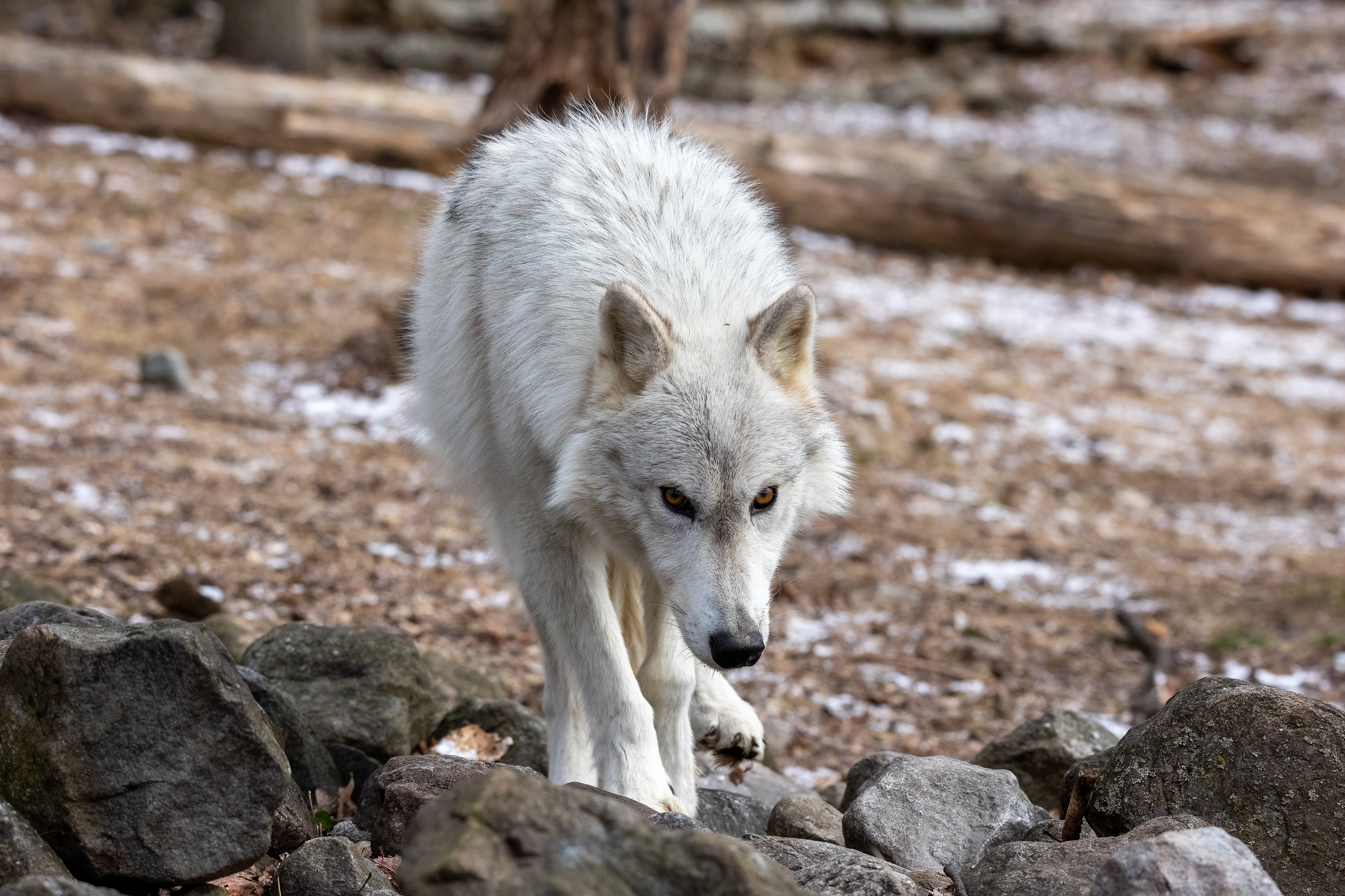 Lakota Wolf Preserve 3/28/22