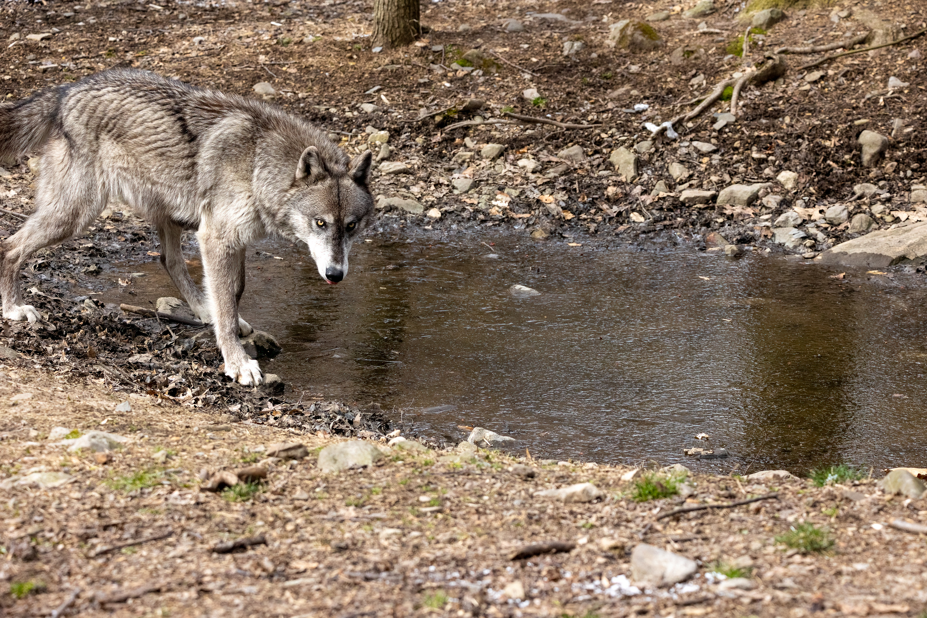 Lakota Wolf Preserve 3/28/22