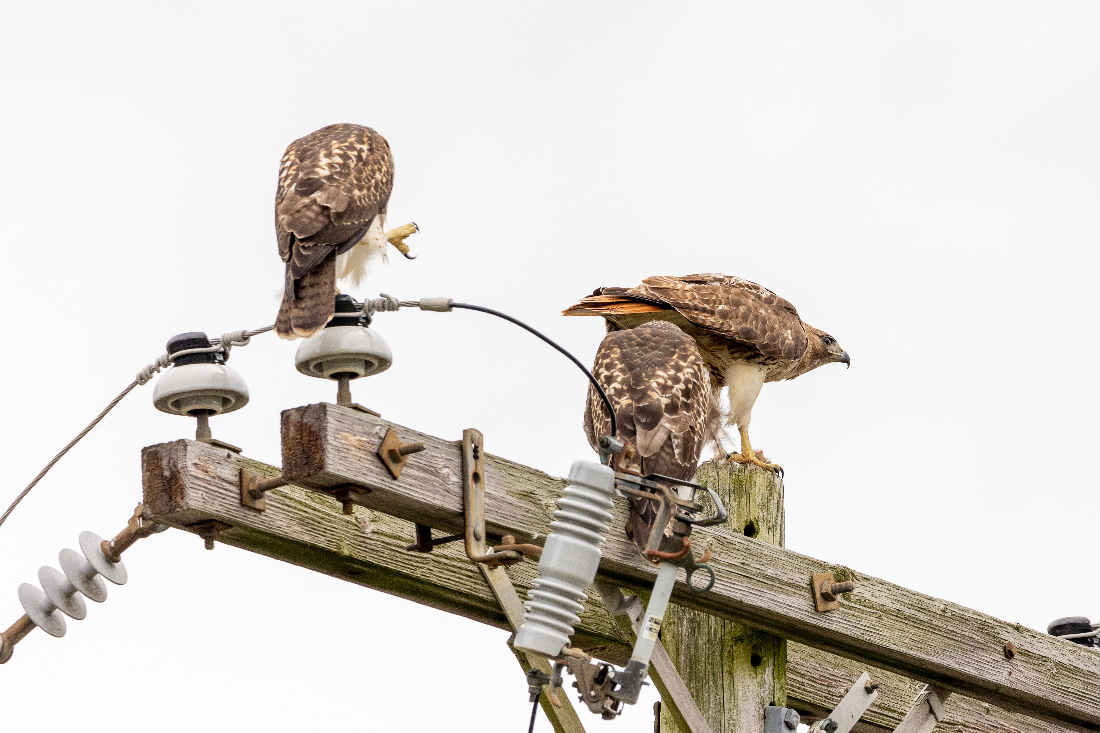 Red Tailed Hawks 6/24/22
