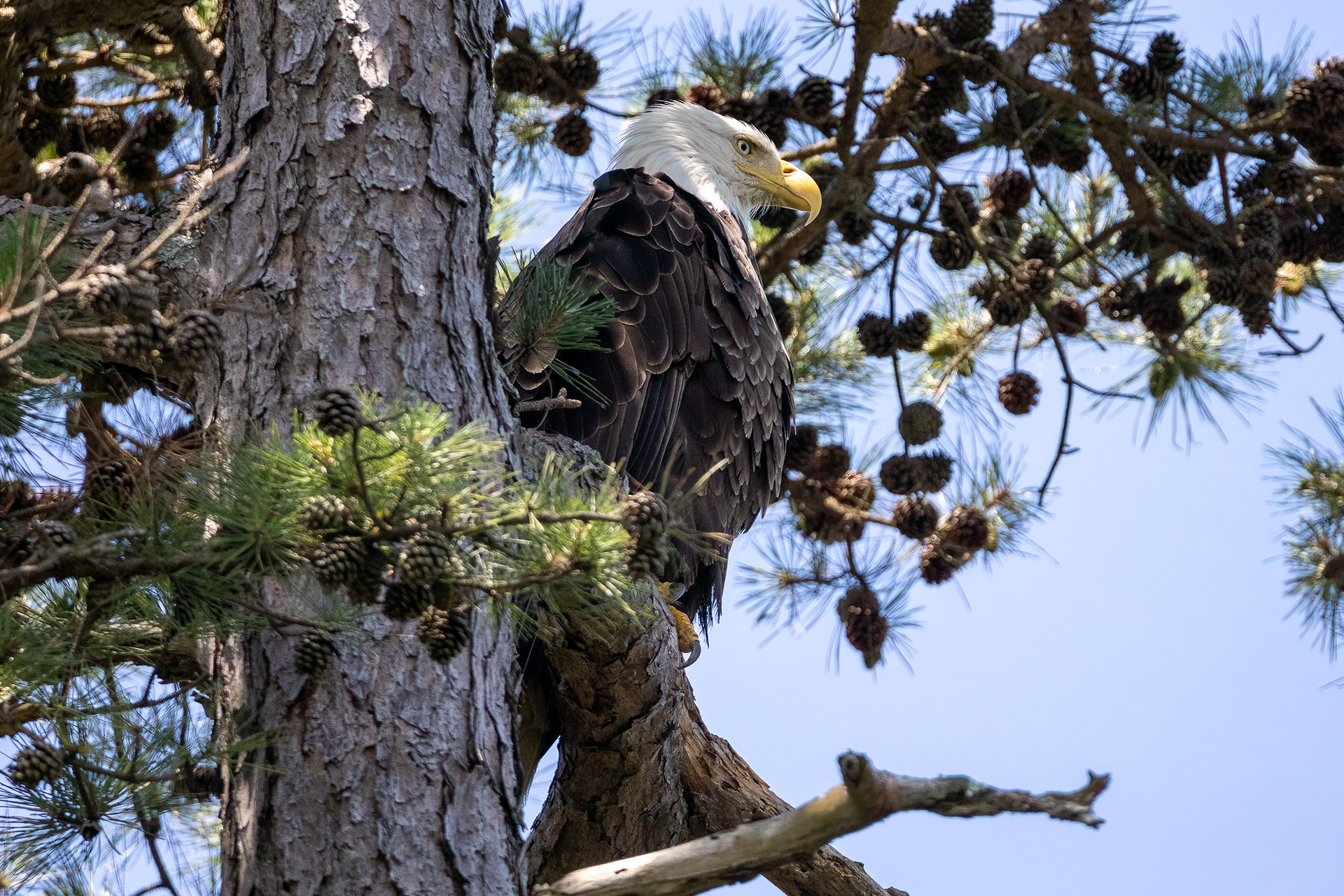 Bald Eagle,  Ocean County NJ 7/3/22