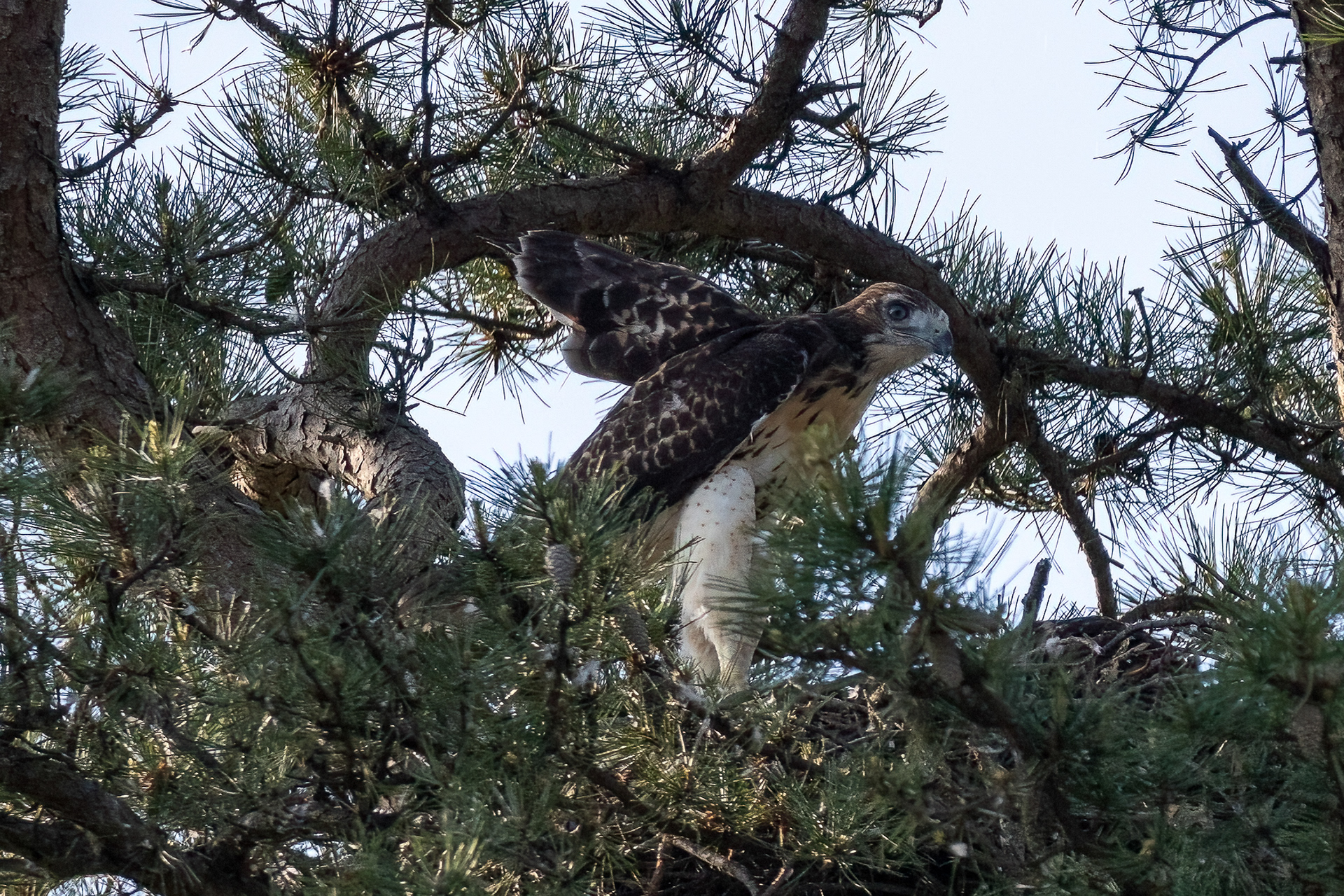 Juvenile Red Tailed Hawk, Ocean Co. NJ 6/13/22