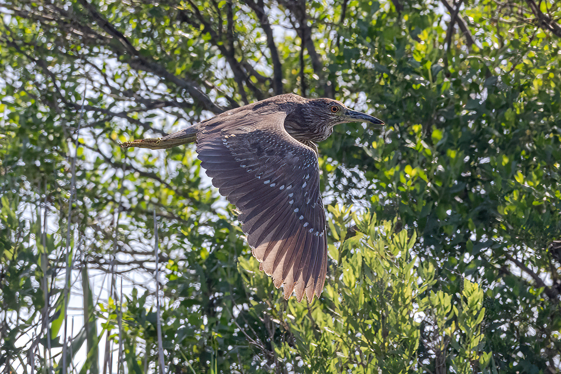 Black-crowned Night Heron 6/17/22