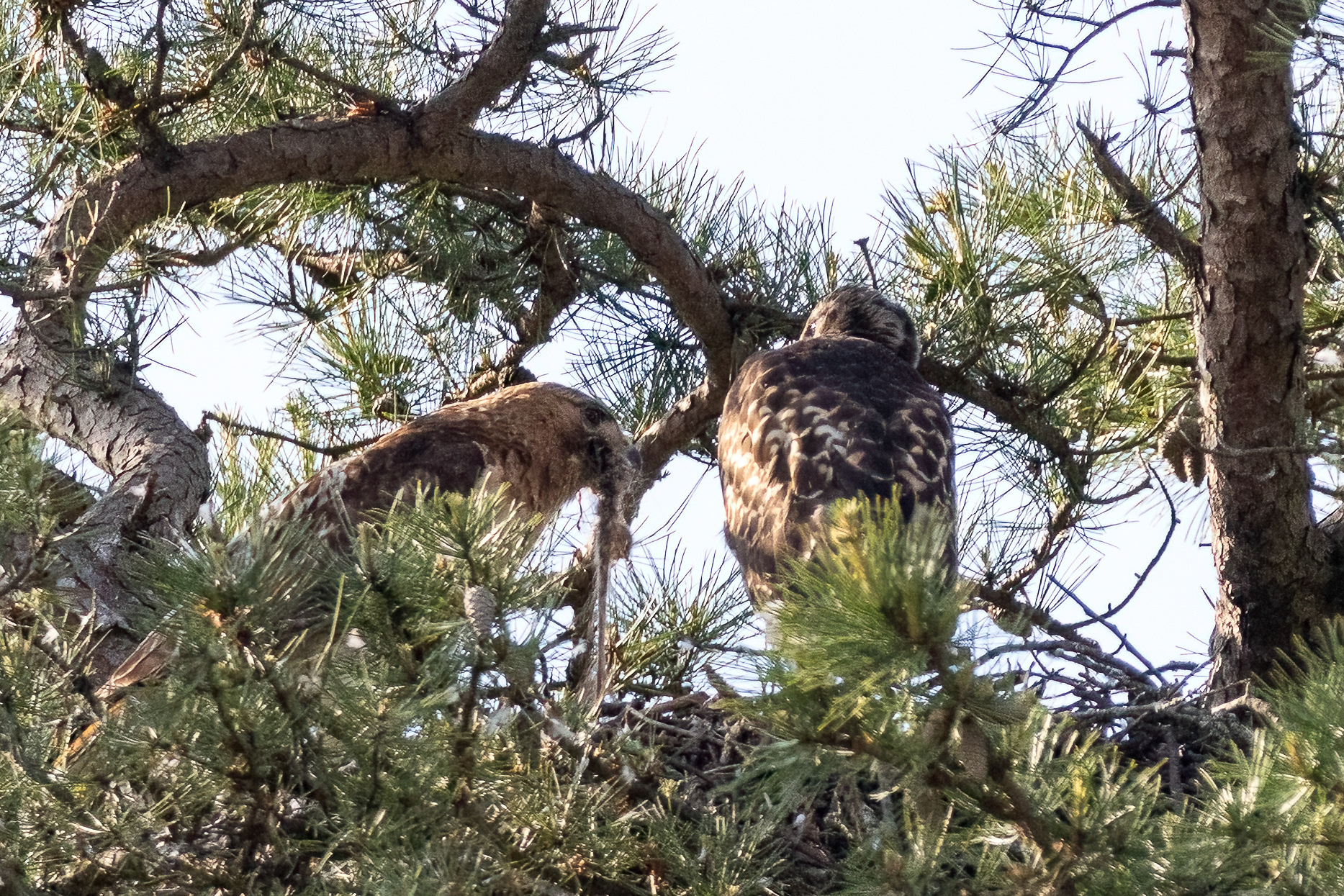 Adult & Juvenile Red Tailed Hawk, Ocean Co. NJ 6/13/22