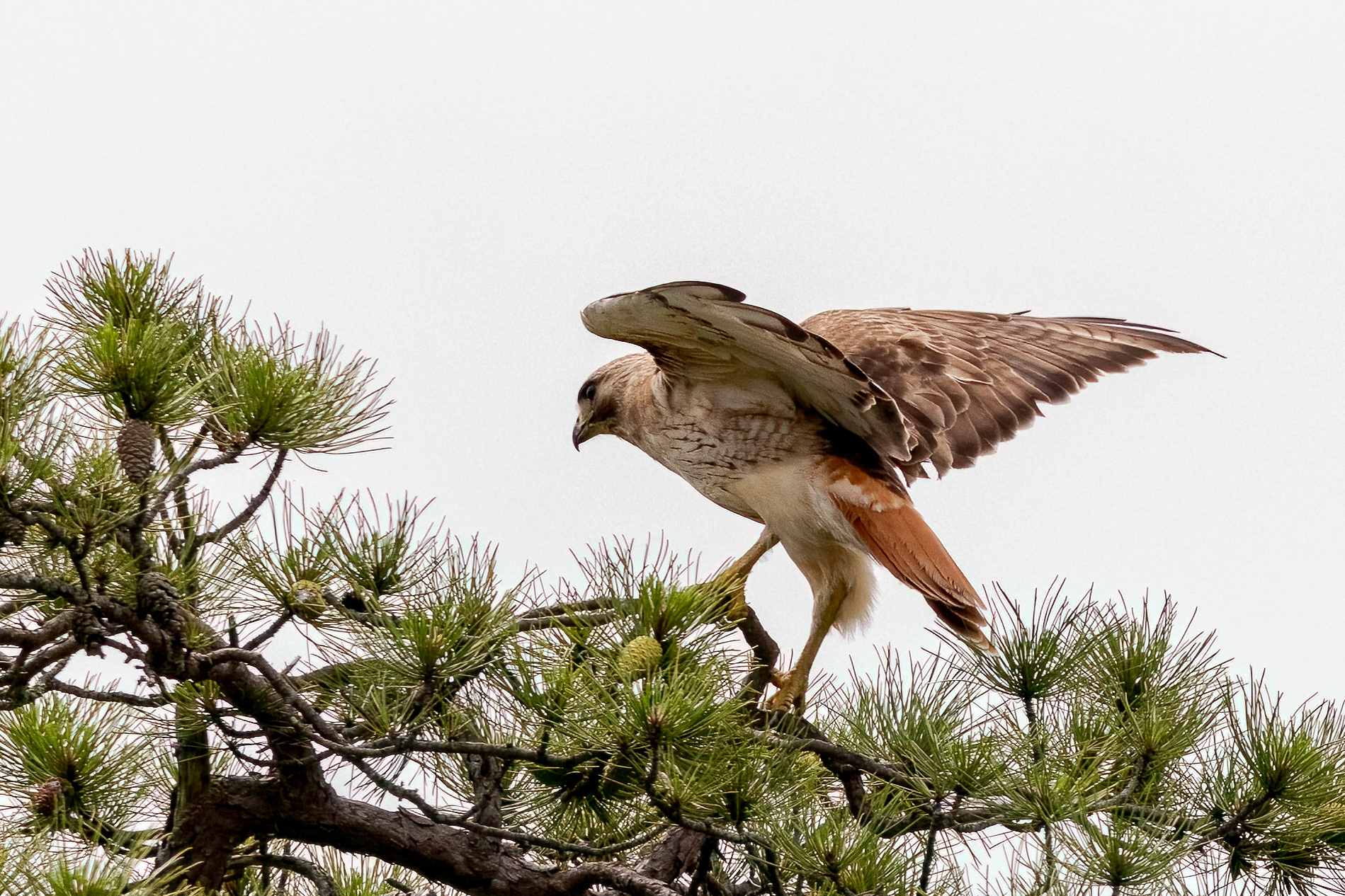Red Tailed Hawks 6/24/22