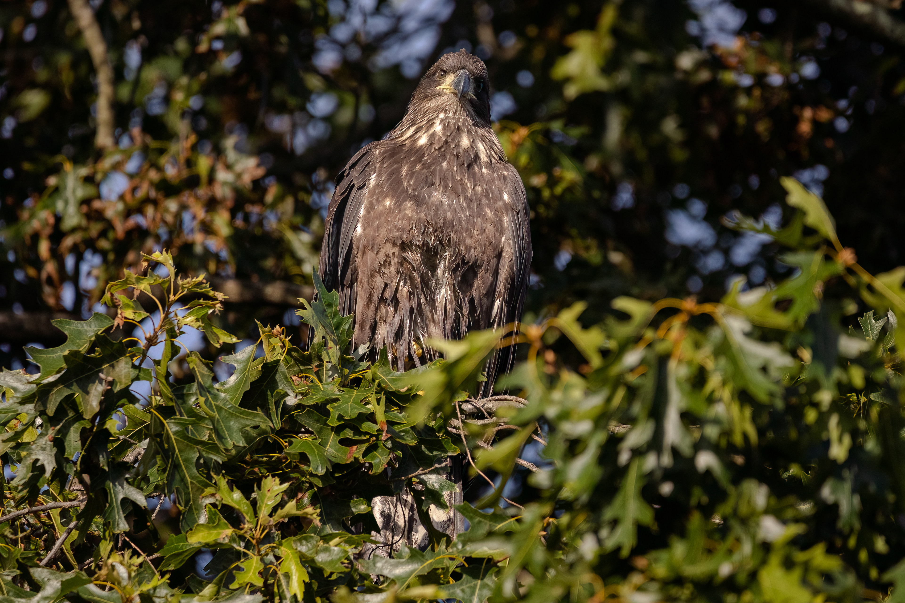 Juvenile Bald Eagle 7/31/22