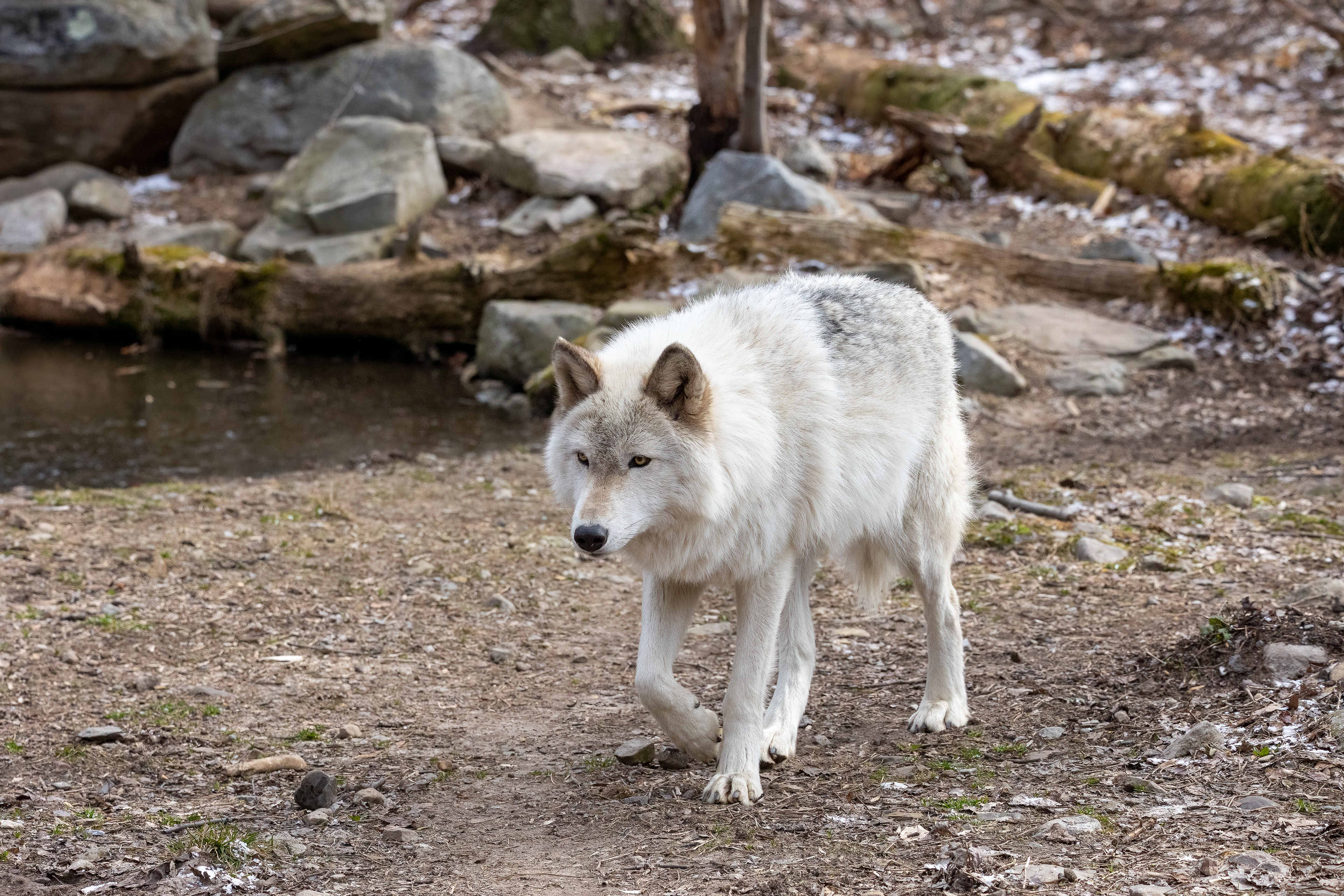 Lakota Wolf Preserve 3/28/22