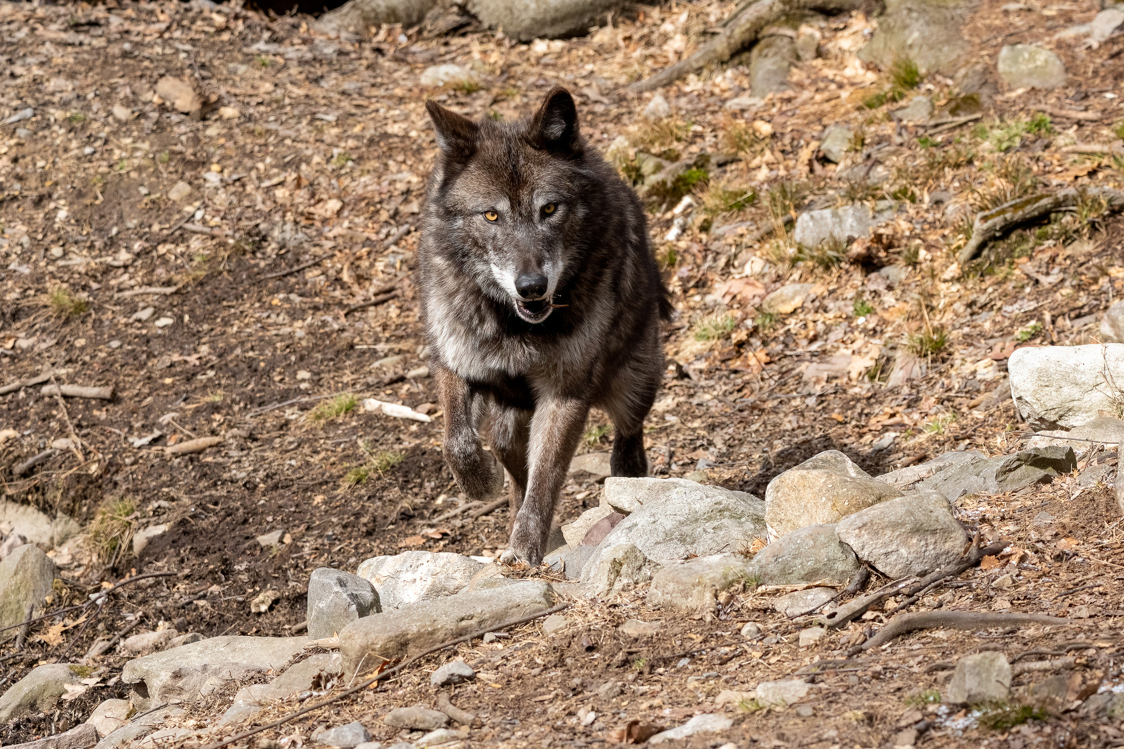 Lakota Wolf Preserve 3/28/22