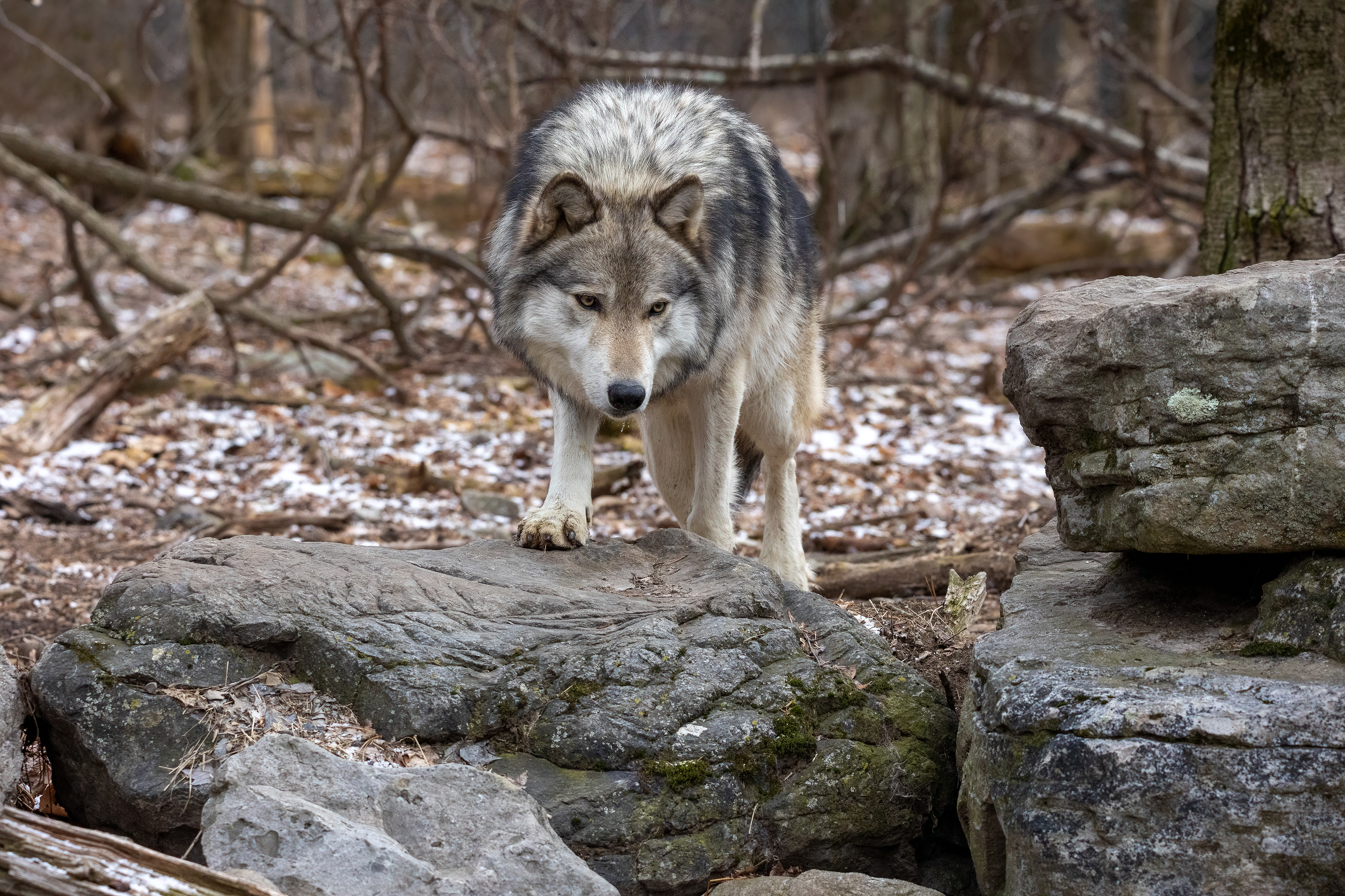 Lakota Wolf Preserve 3/28/22