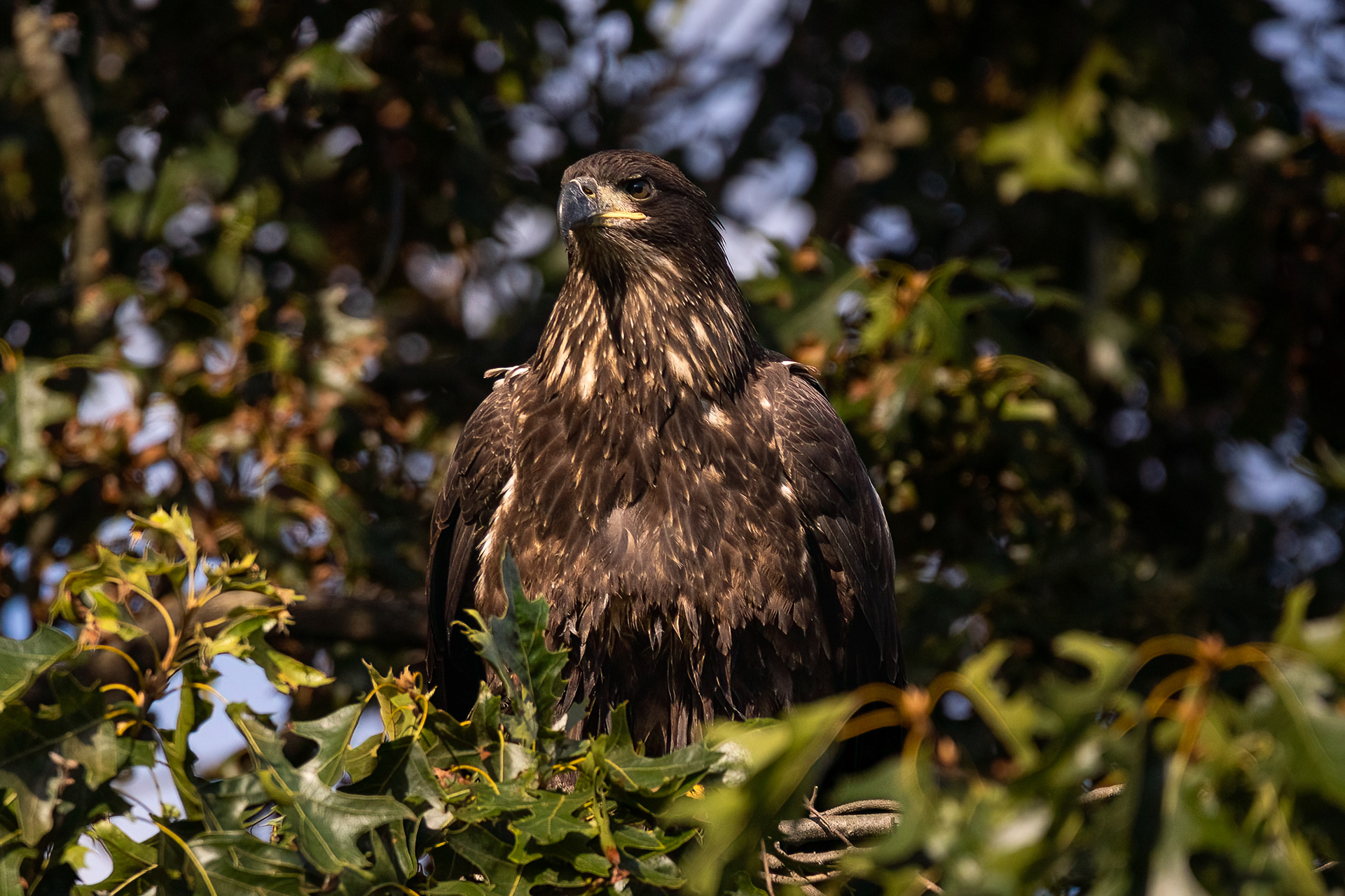 Juvenile Bald Eagle 7/31/22
