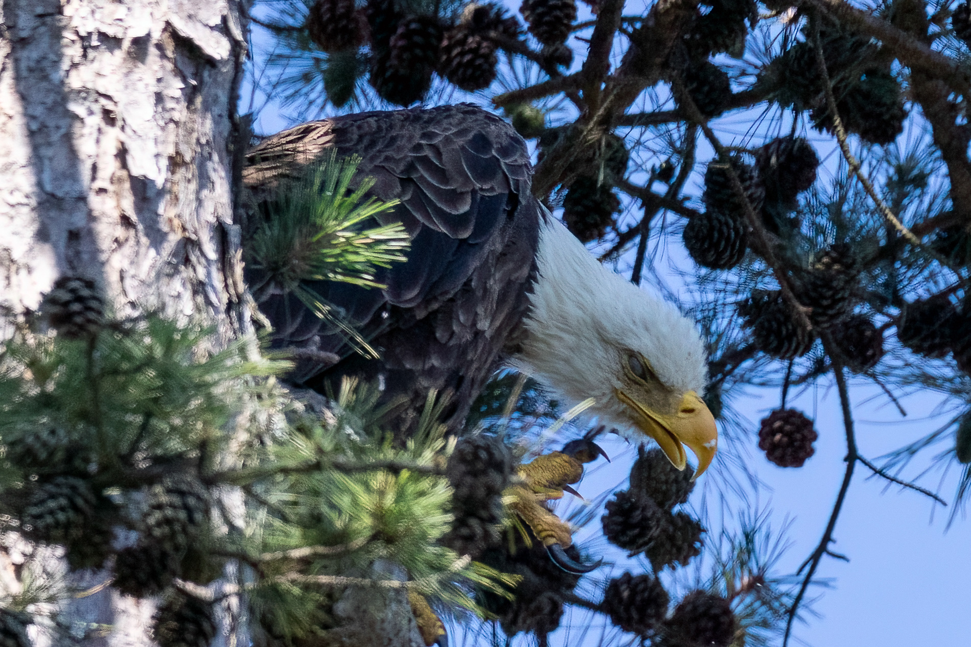 Bald Eagle in Ocean County, NJ 7/5/22