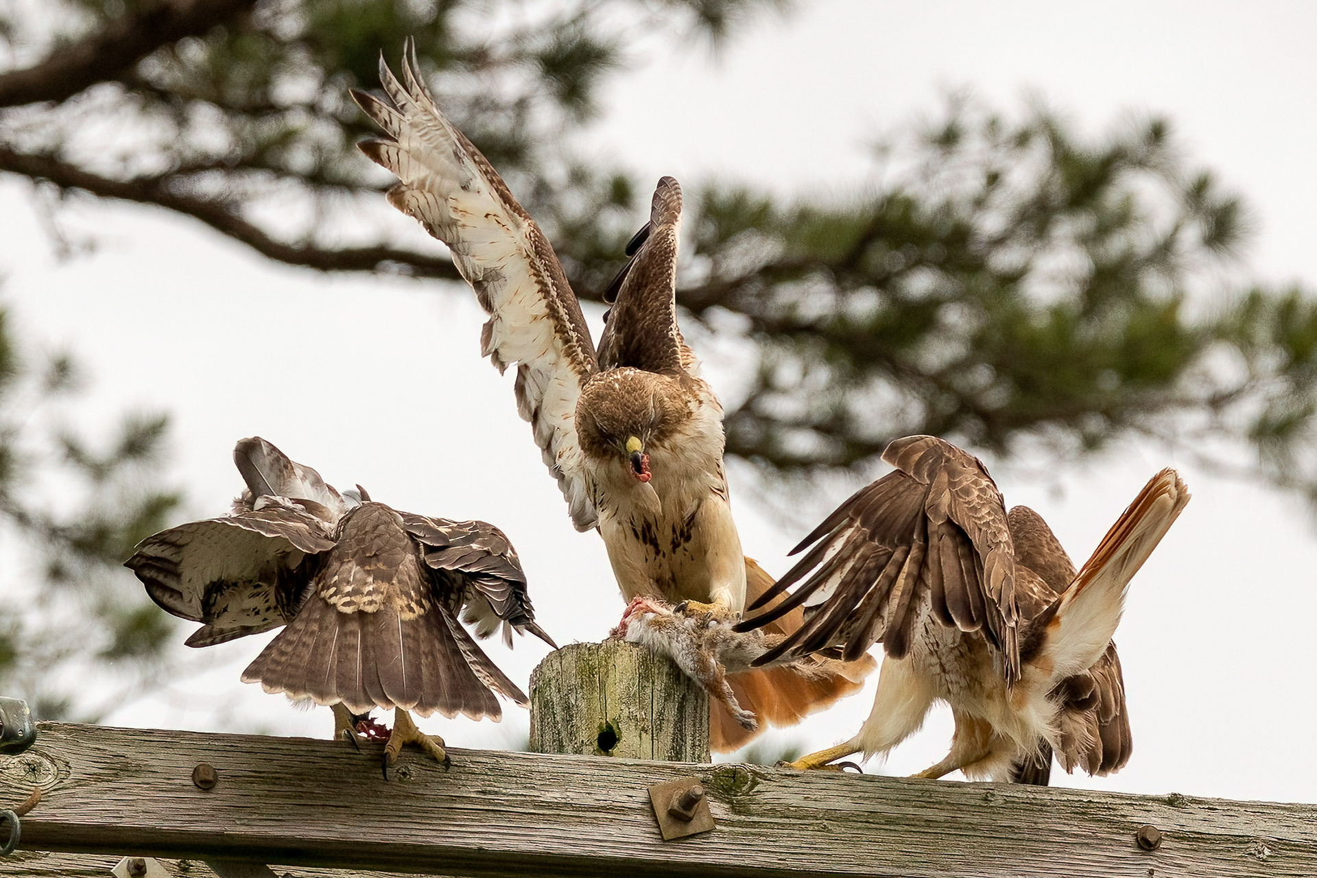 Red Tailed Hawks 6/24/22