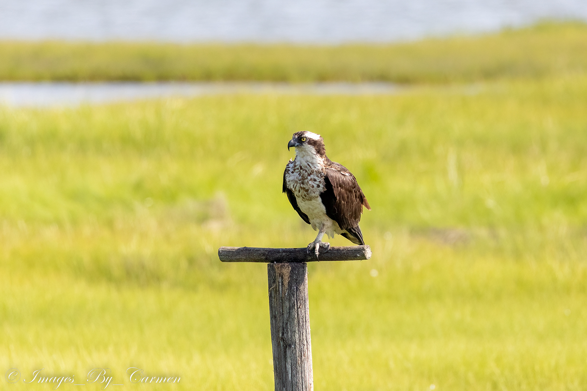 Osprey 6/17/22