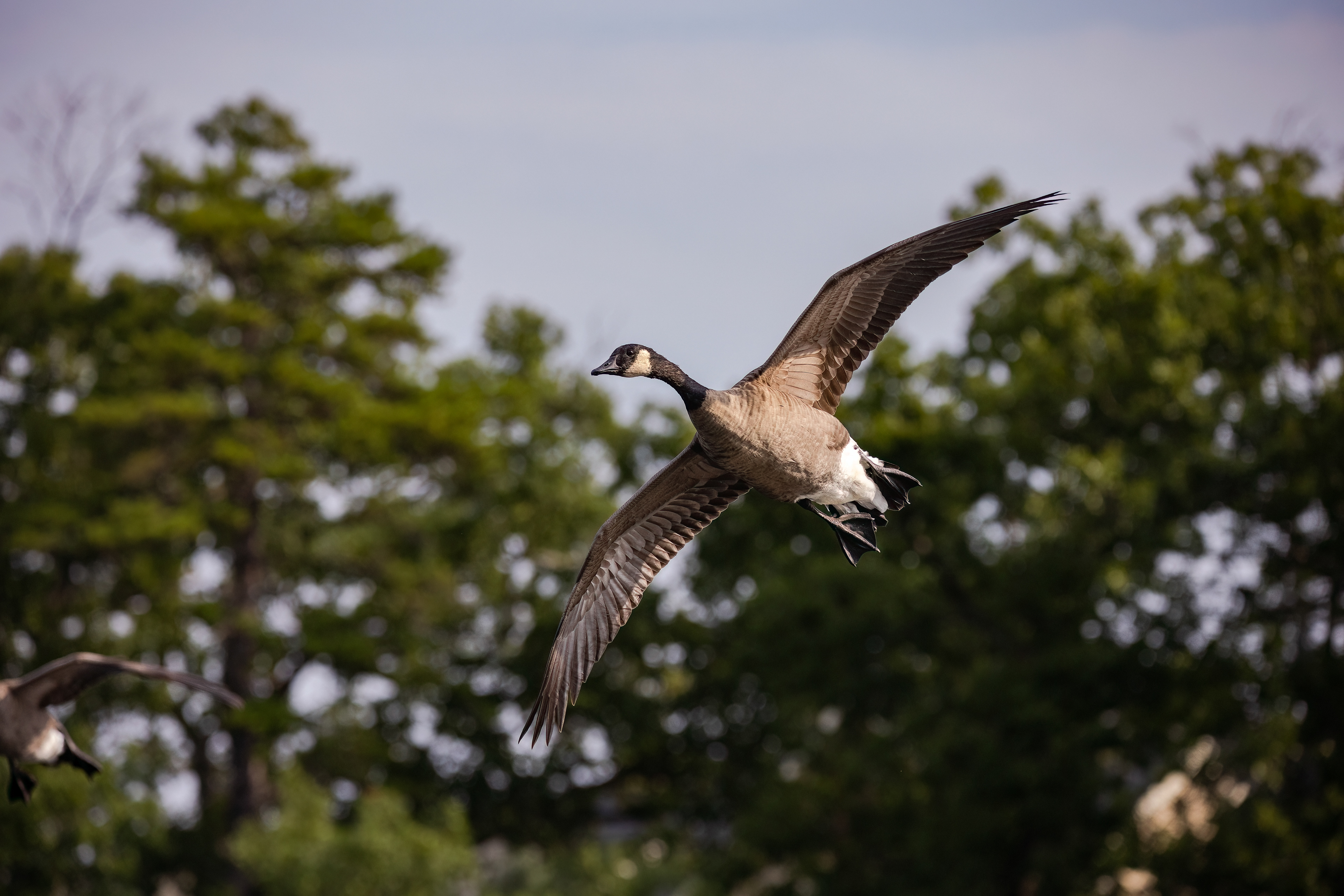 Canada Goose 9/3/22