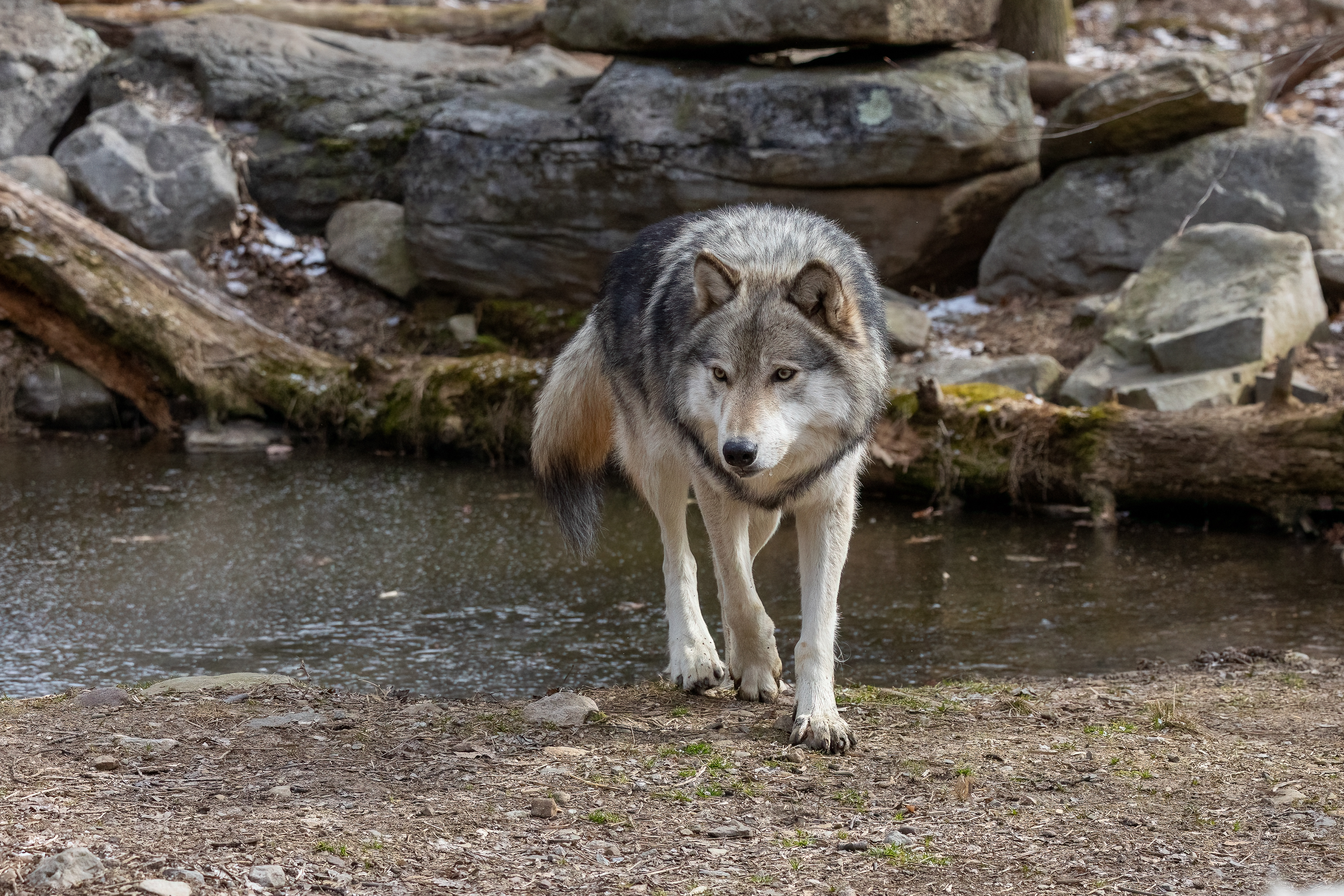 Lakota Wolf Preserve 3/28/22