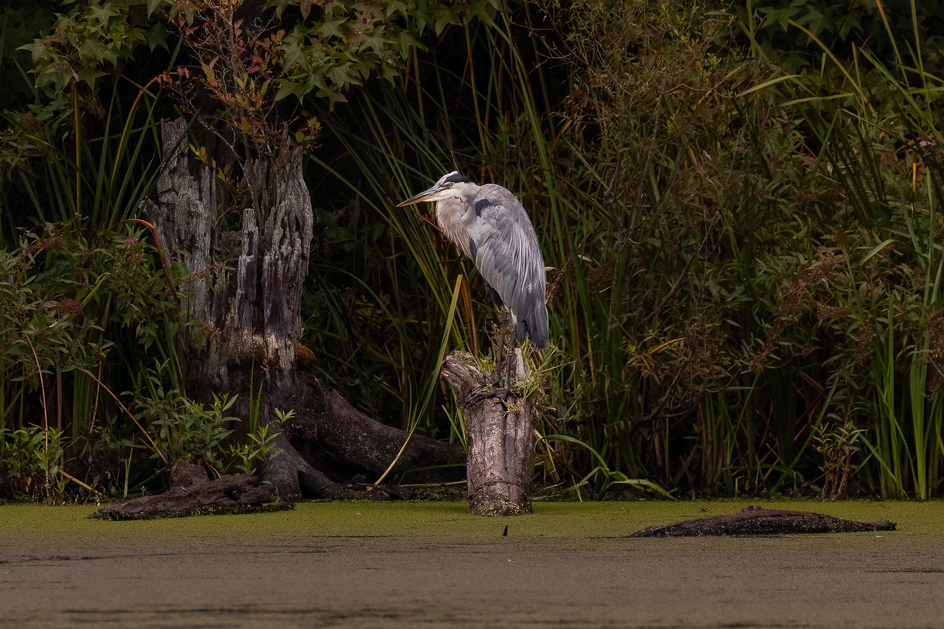 Great Blue Heron 9/13/22
