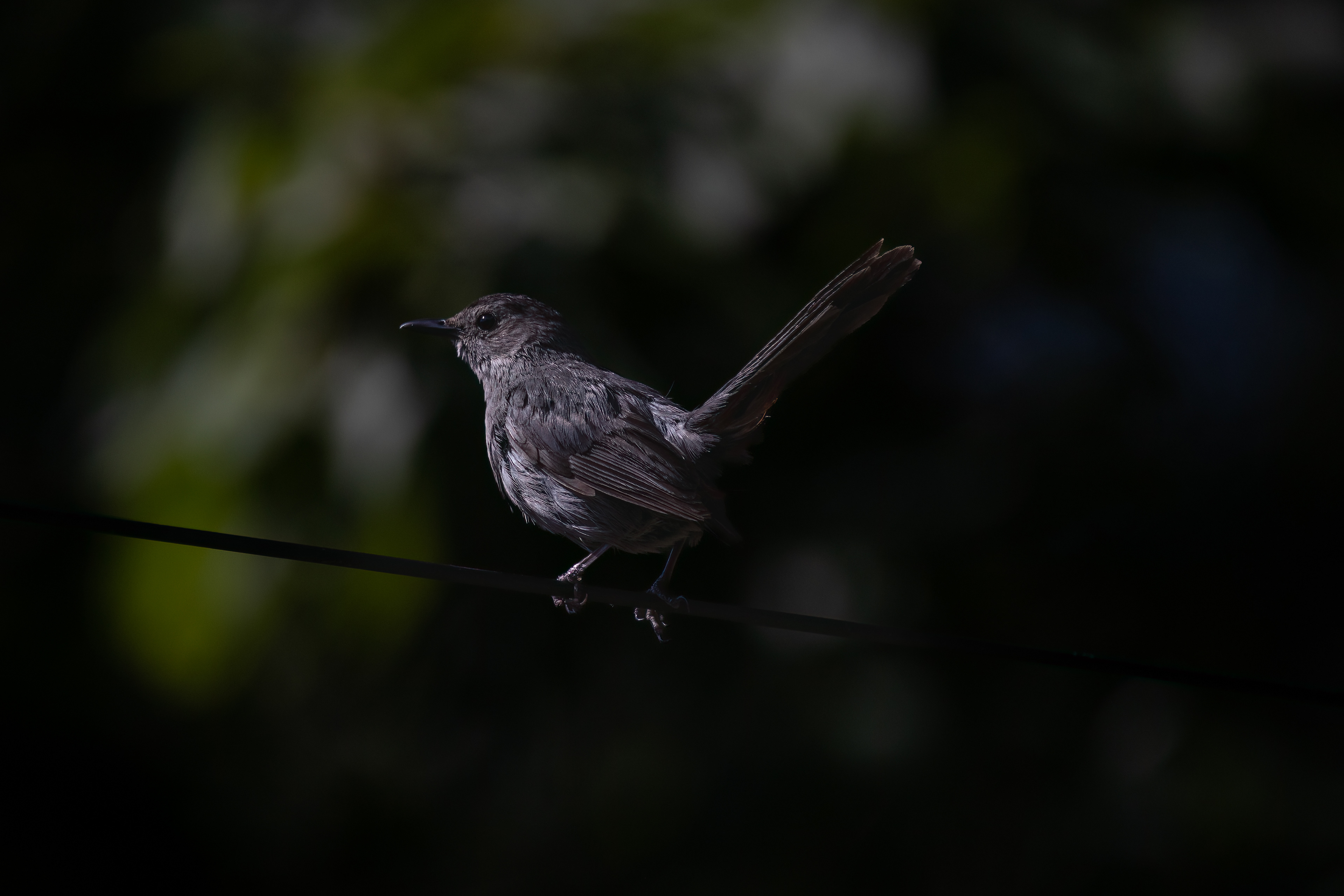 Gray Catbird 8/17/22