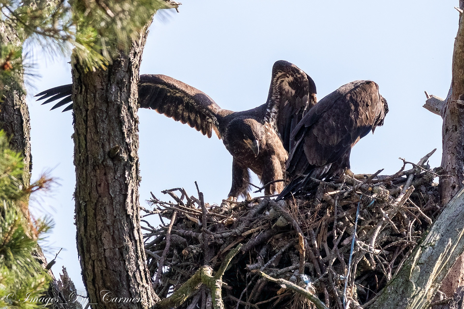 Juvenile Eagles 6/17/22
