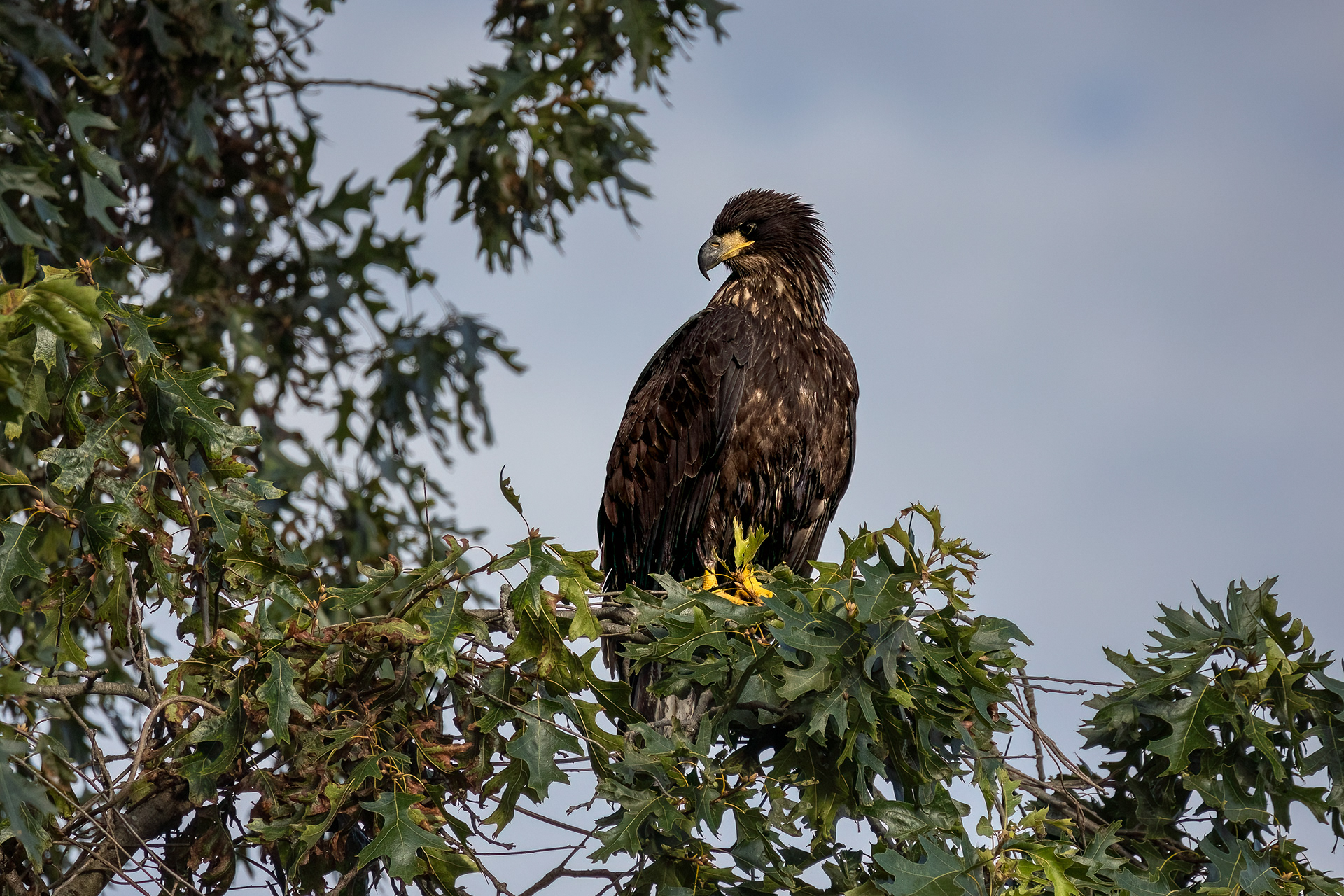 Juvenile Bald Eagle 7/31/22