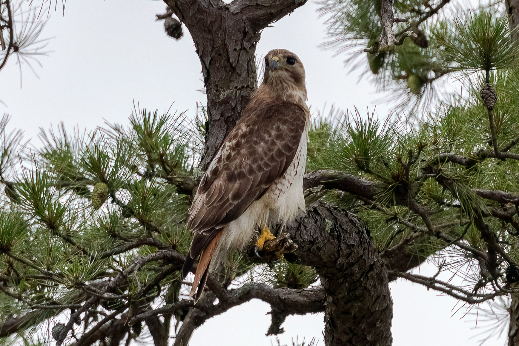 Red Tailed Hawks 6/24/22