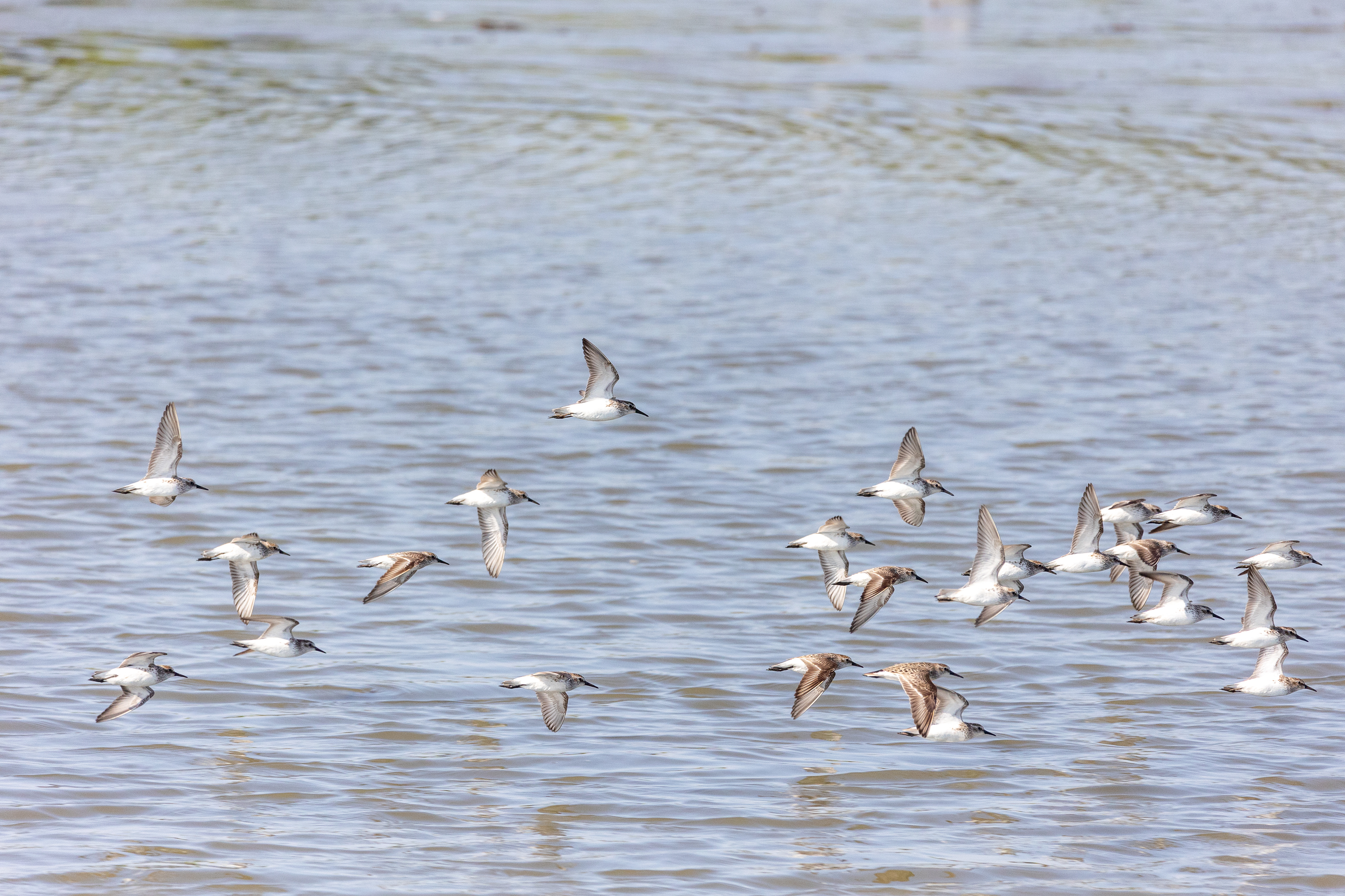Dunlin 6/17/22