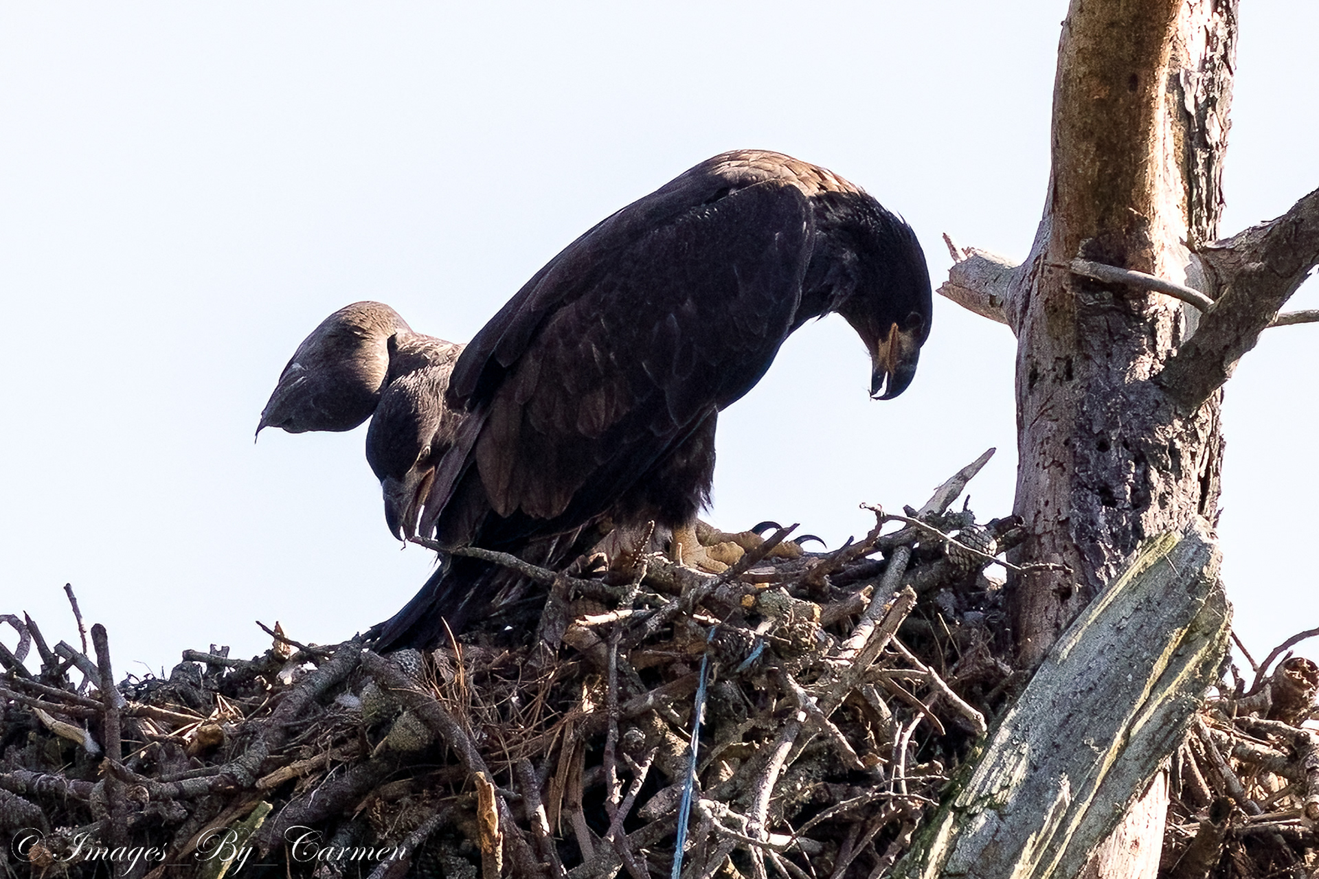Juvenile Eagles 6/17/22
