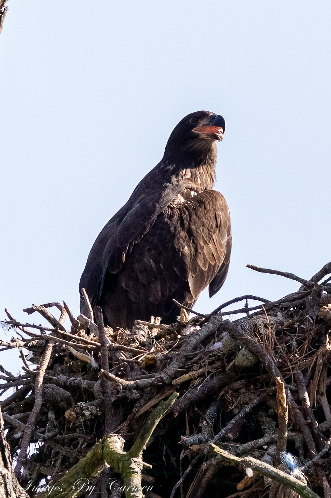Juvenile Eagle 6/17/22