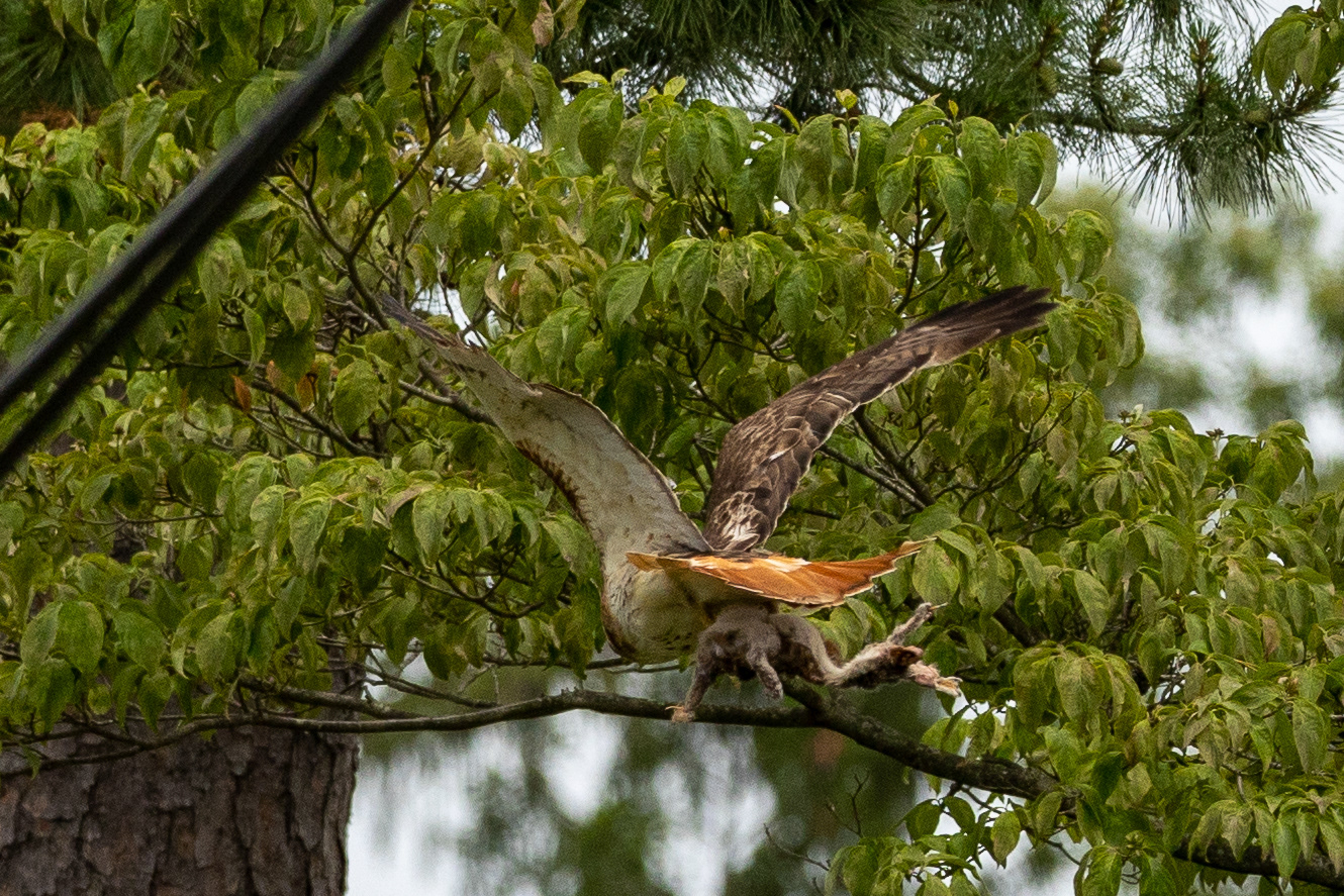 Red Tailed Hawks 6/24/22