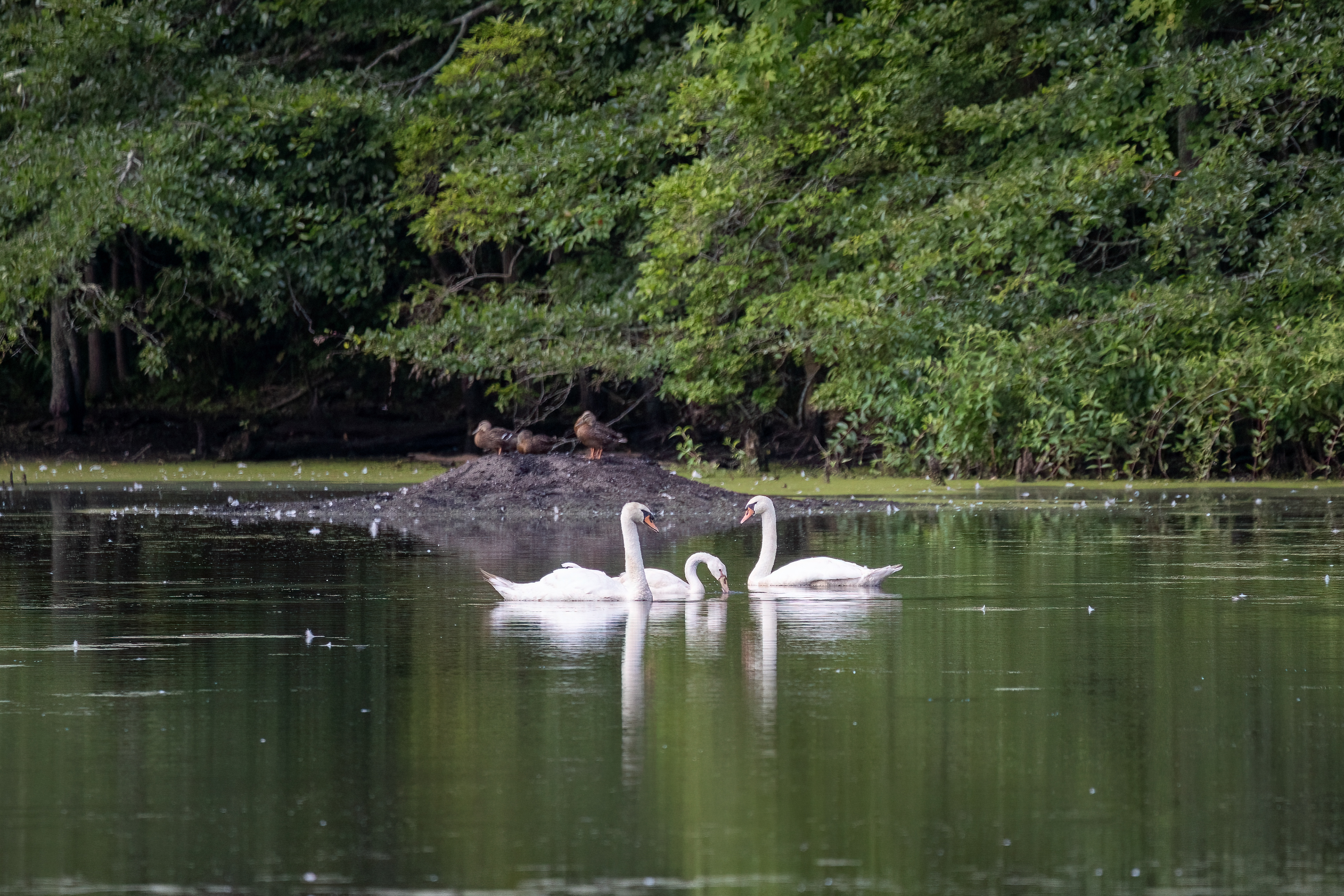 Swans 7/31/22