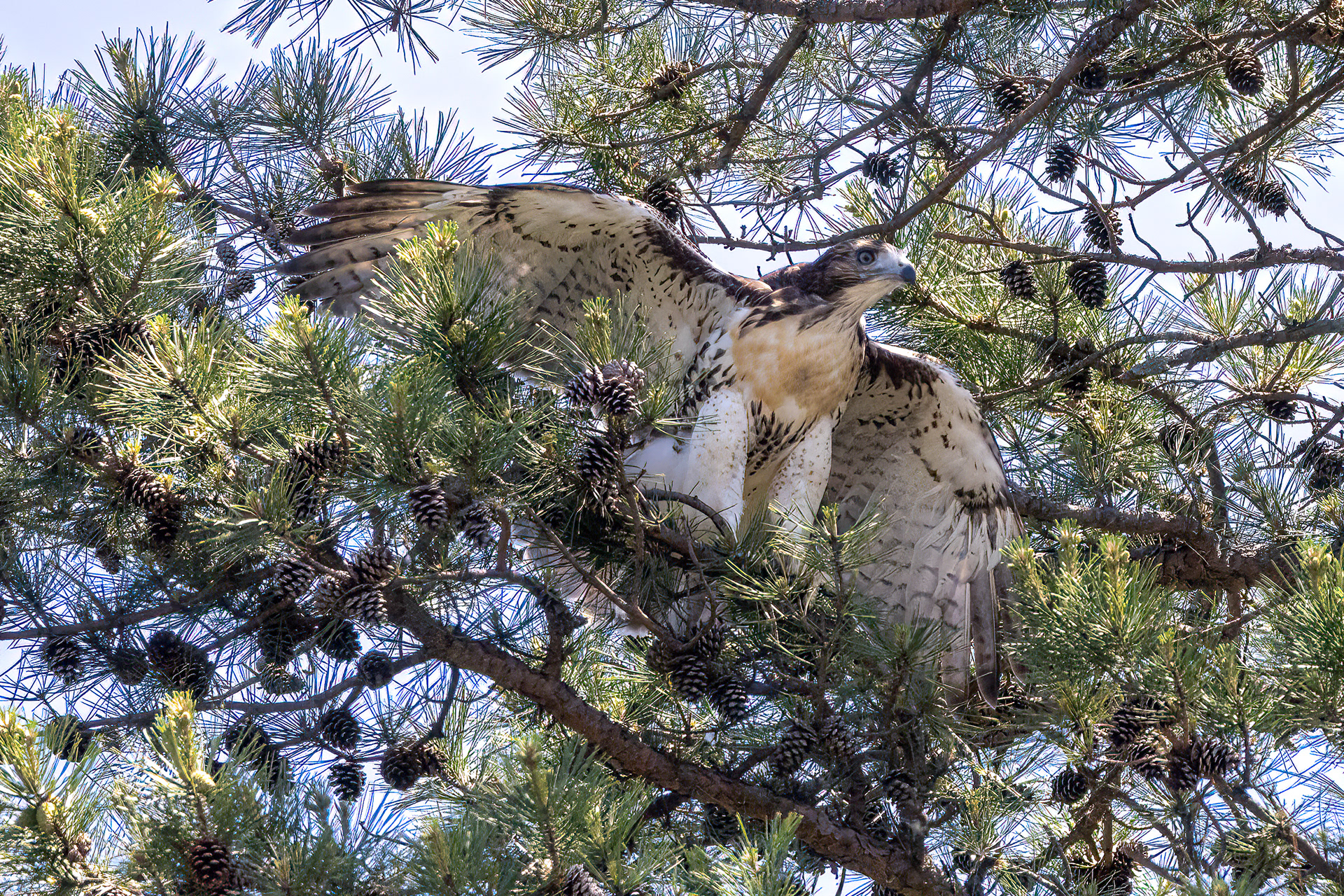 Juvenile Red Tailed Hawk 6/19/22