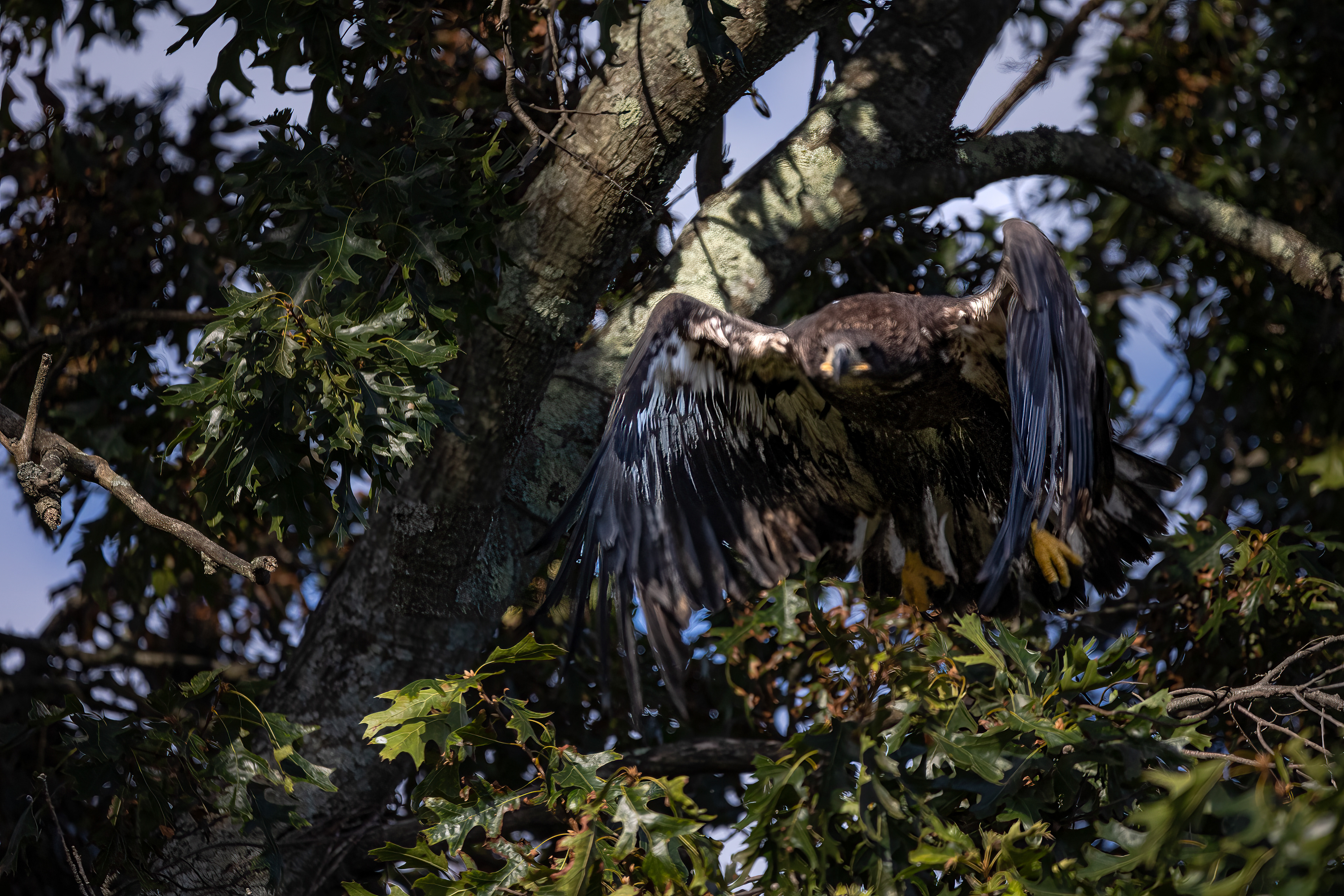 Juvenile Bald Eagle 7/31/22