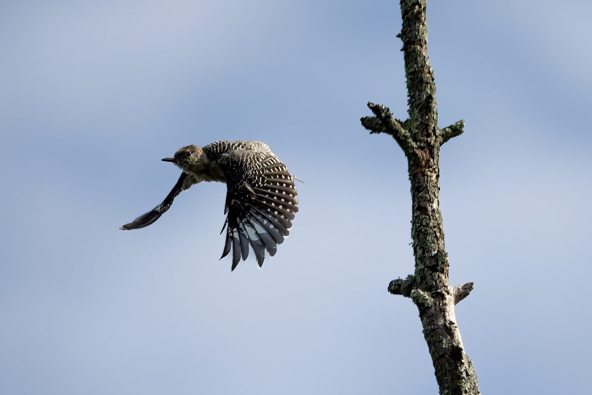 Downy Woodpecker 8/17/22