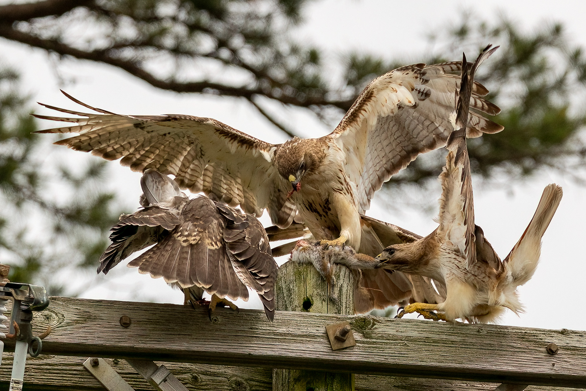 Red Tailed Hawks 6/24/22