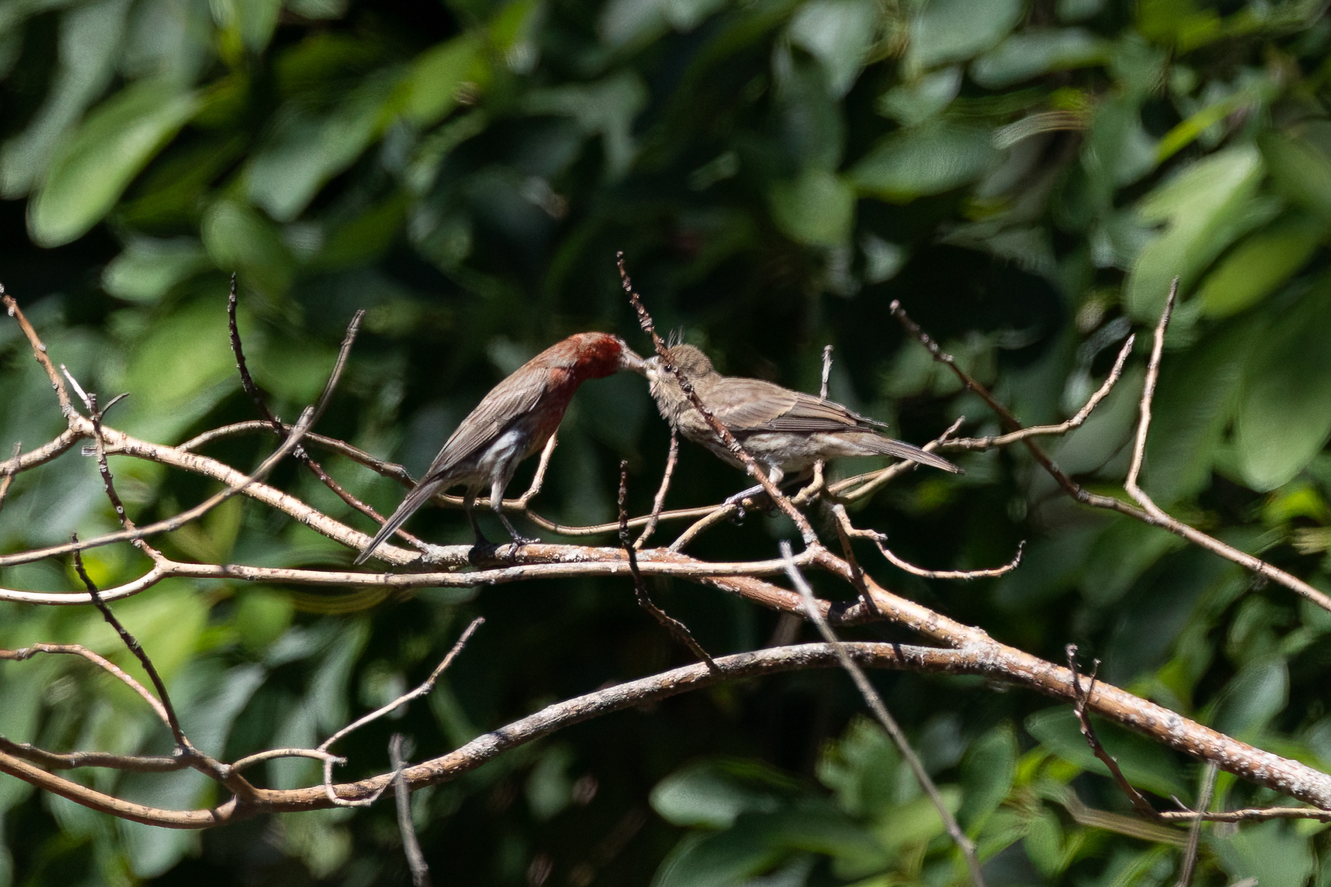 Red-headed Finch and its juvenile, 7/4/22