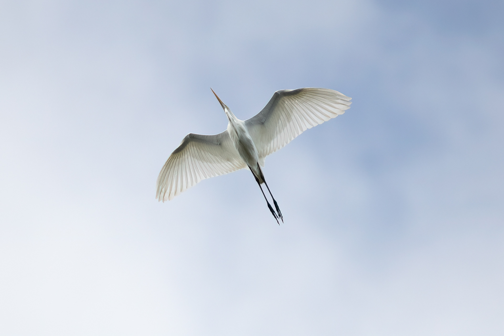 Great Blue Heron 7/31/22