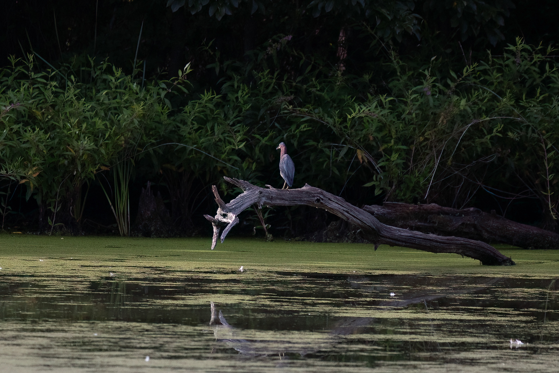 Green Heron 7/31/22